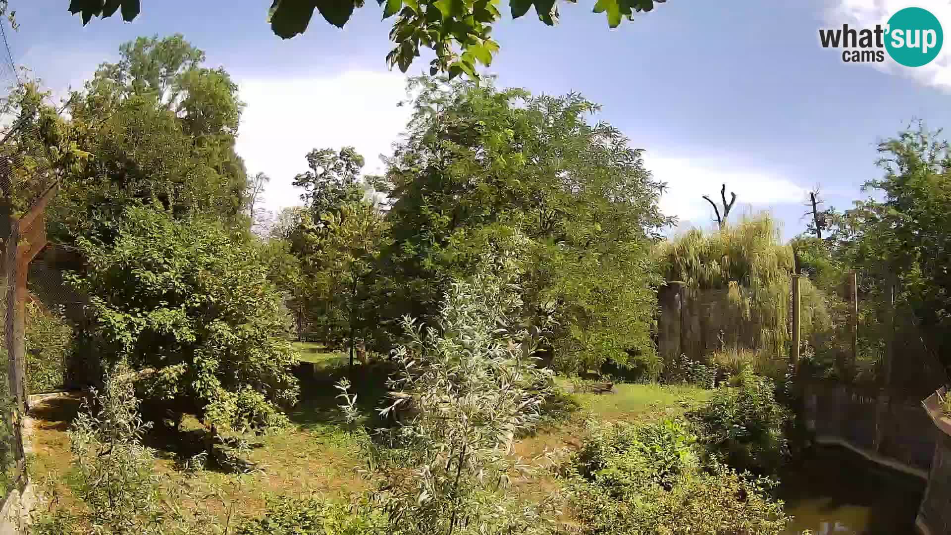 Zoo Zagreb – Leones