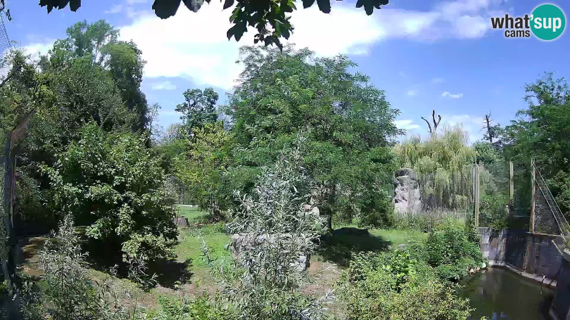 Spletna kamera Zoo Zagreb – Levi