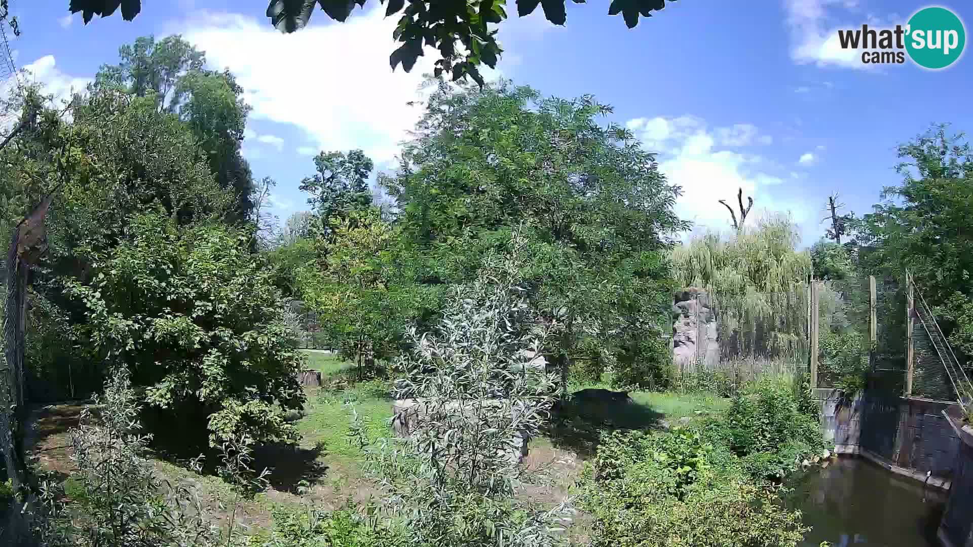 Zoo Zagreb – Lion