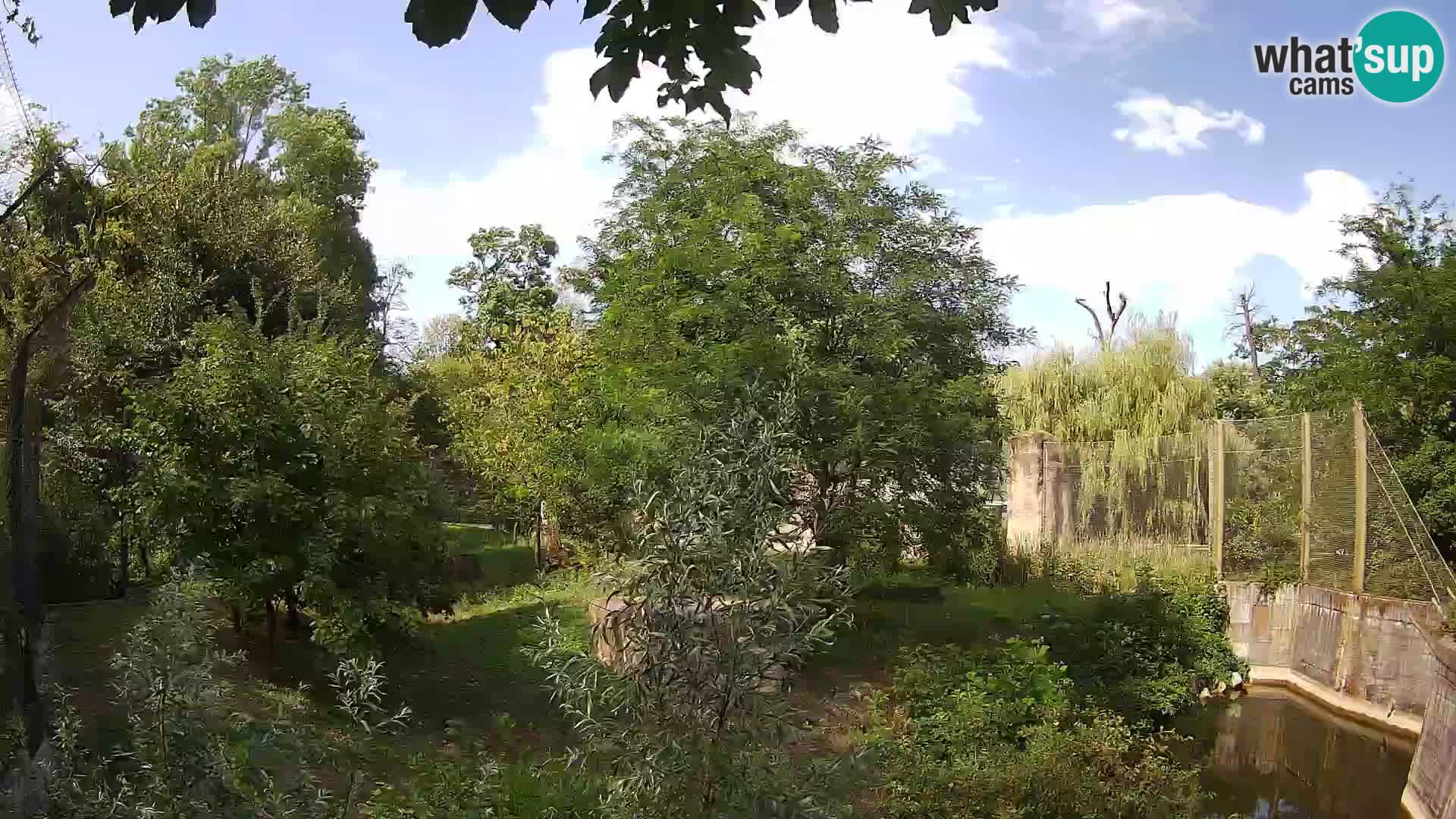 Zoo Zagreb – Lavovi