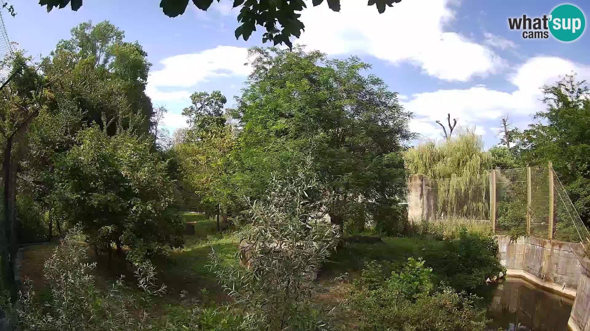 Zoo Zagreb – Lavovi
