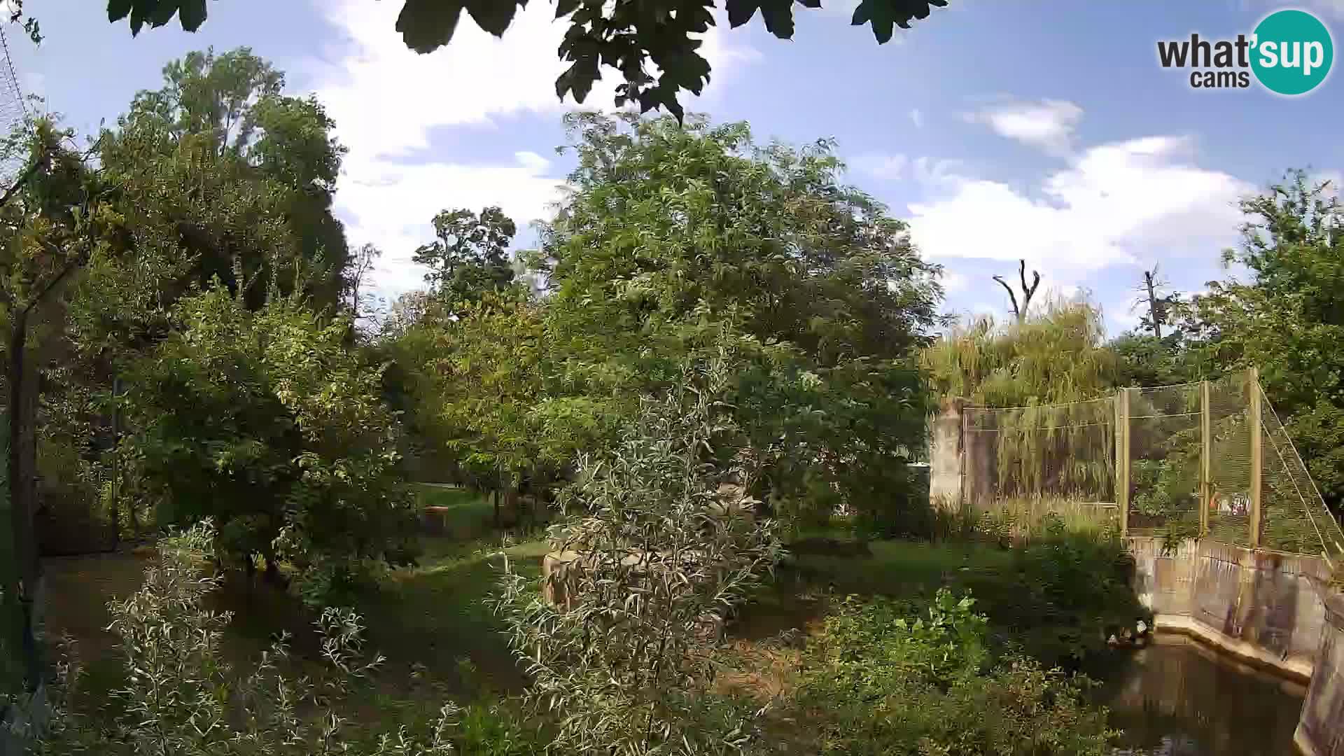 Zoo Zagreb – Lavovi