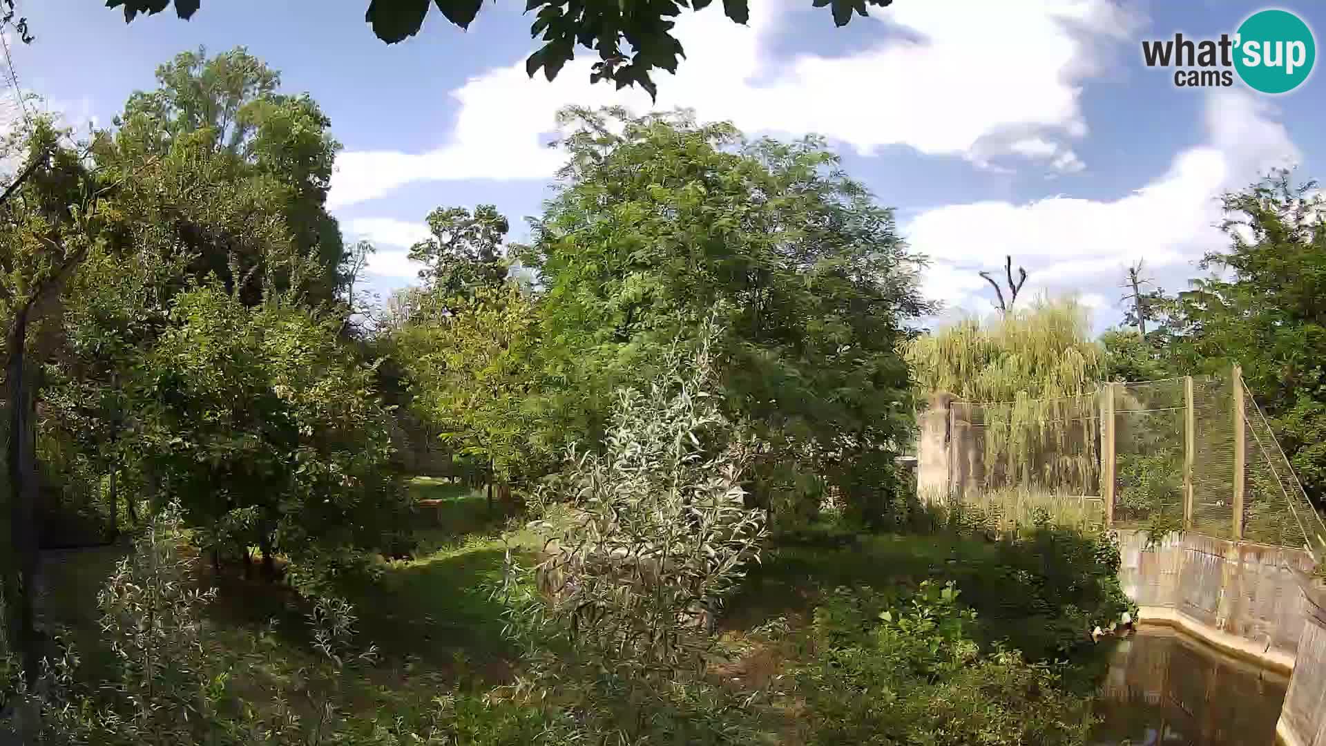 Zoo Zagreb – Löwen