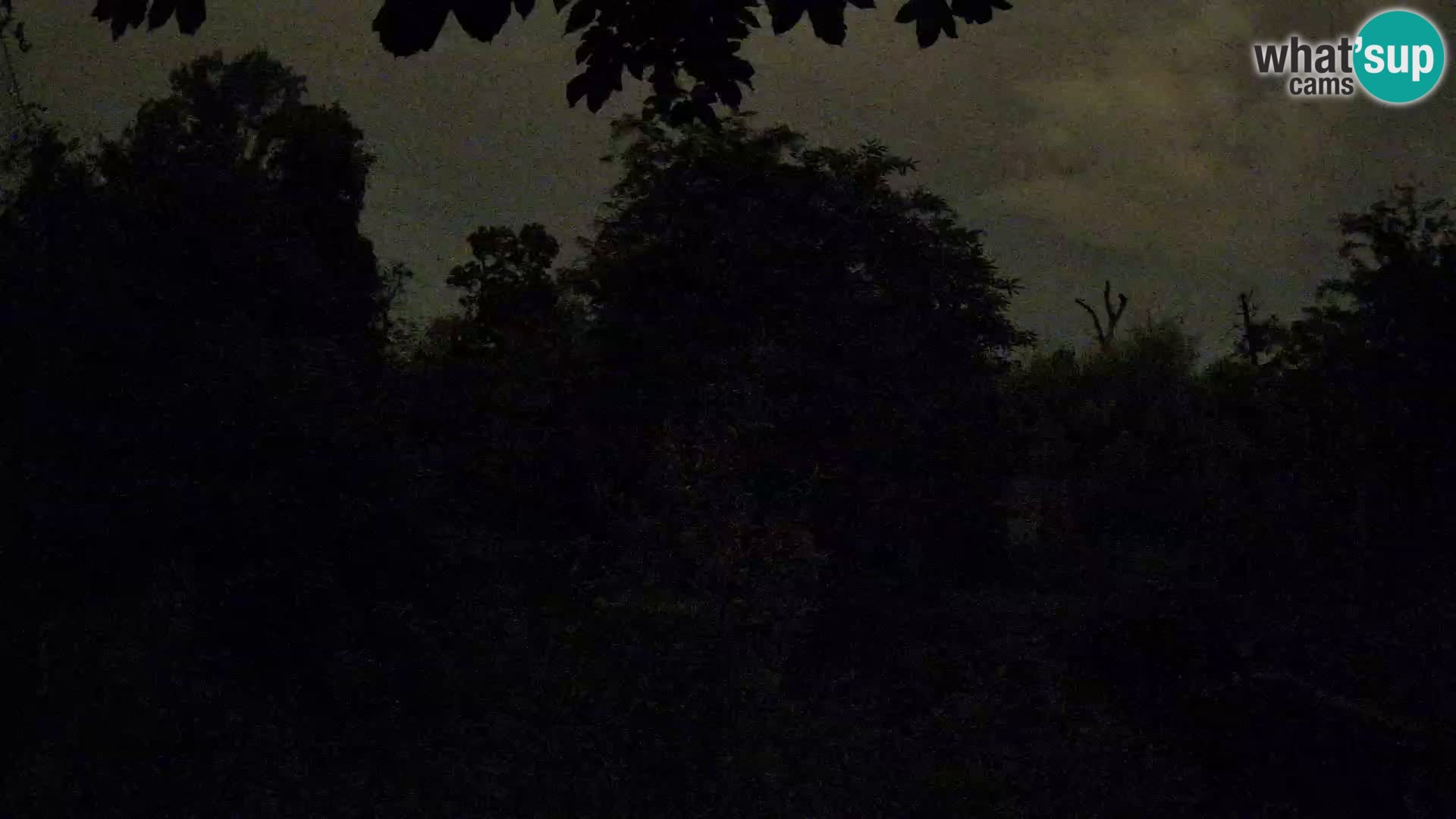 Spletna kamera Zoo Zagreb – Levi