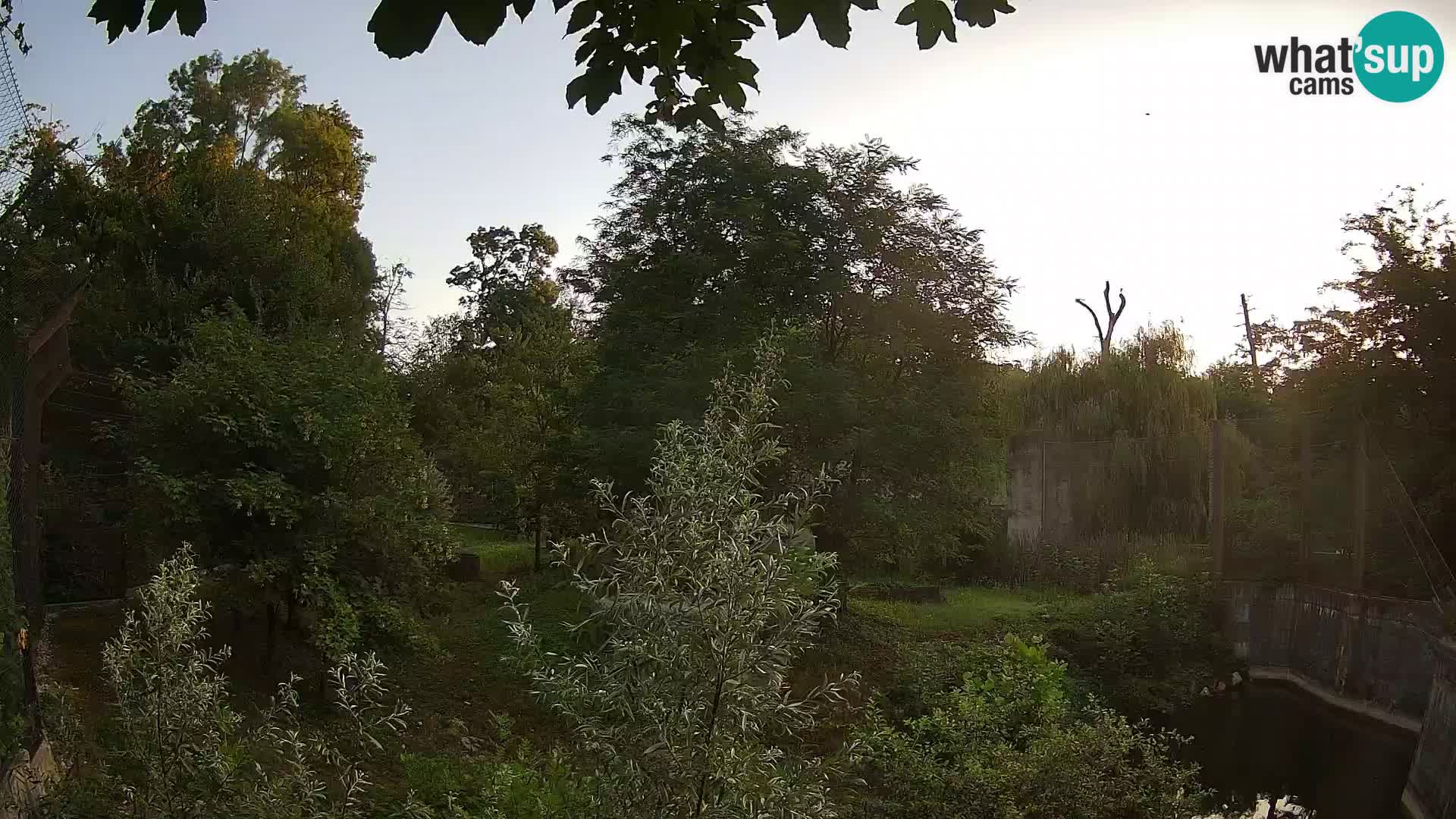 Zoo Zagreb – Lavovi