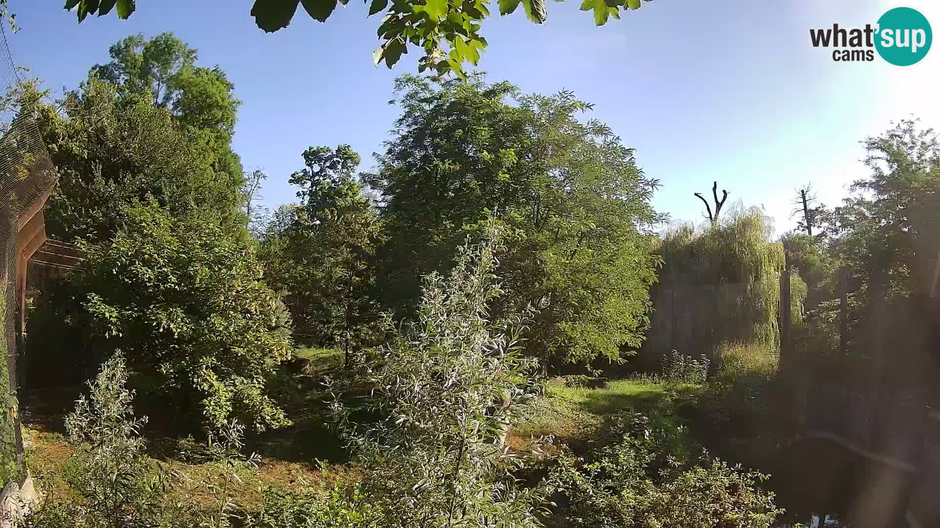 Zoo Zagreb – Löwen