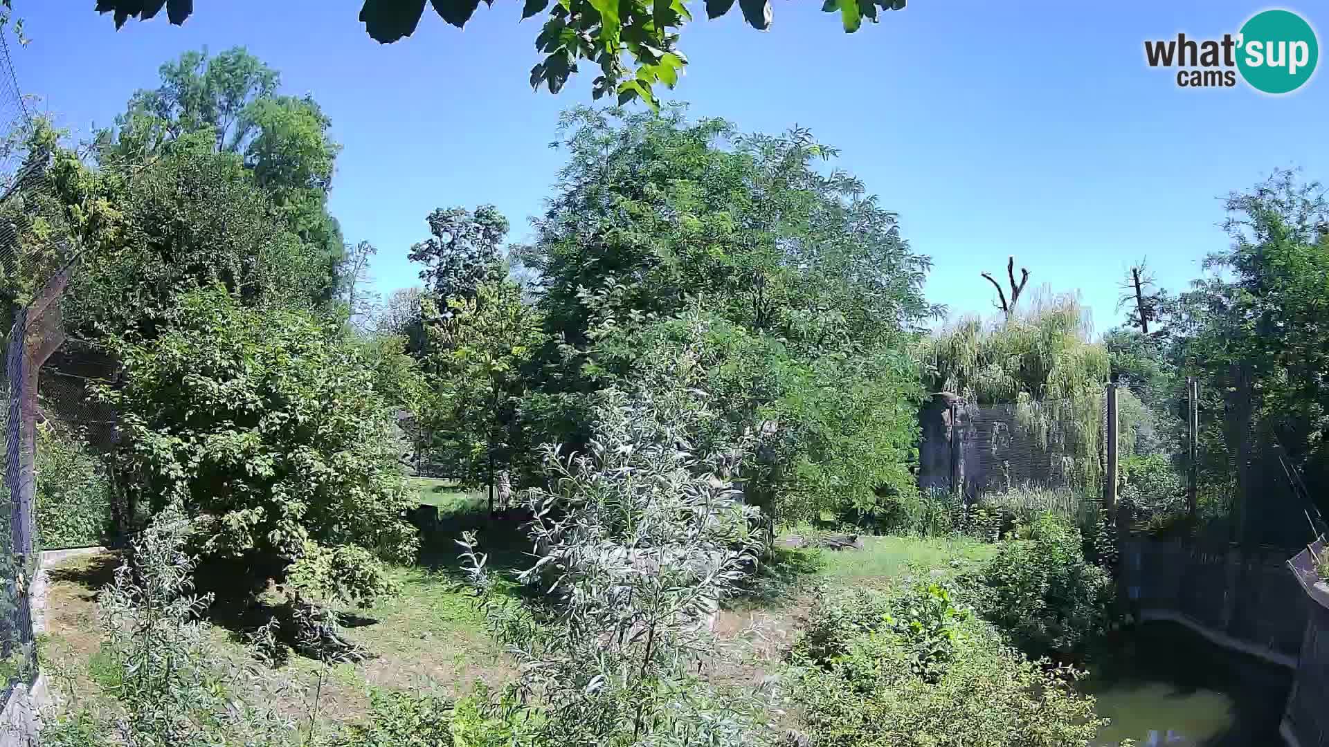 Zoo Zagreb – Leones