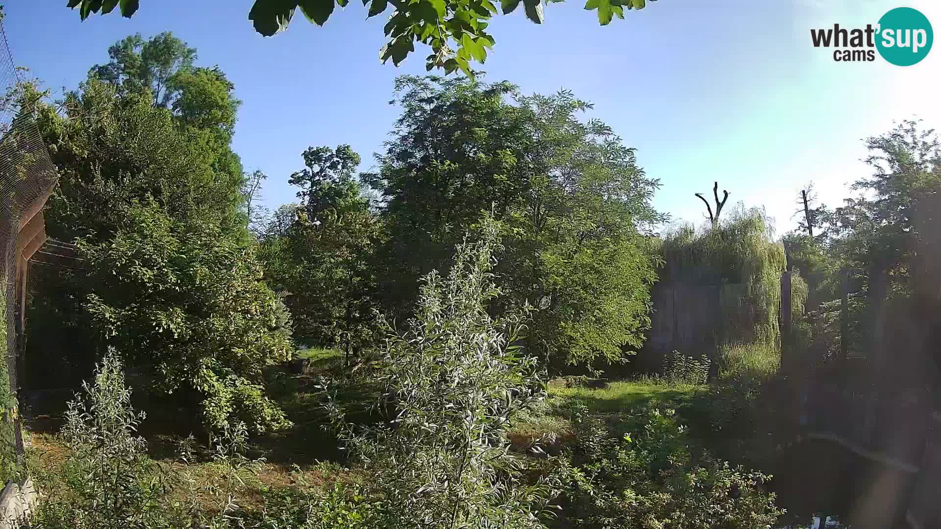 Zoo Zagreb – Lavovi