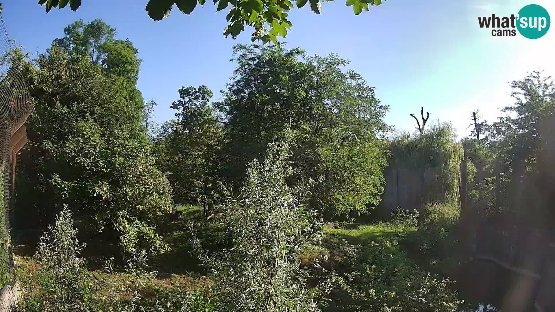 Zoo Zagreb – Löwen