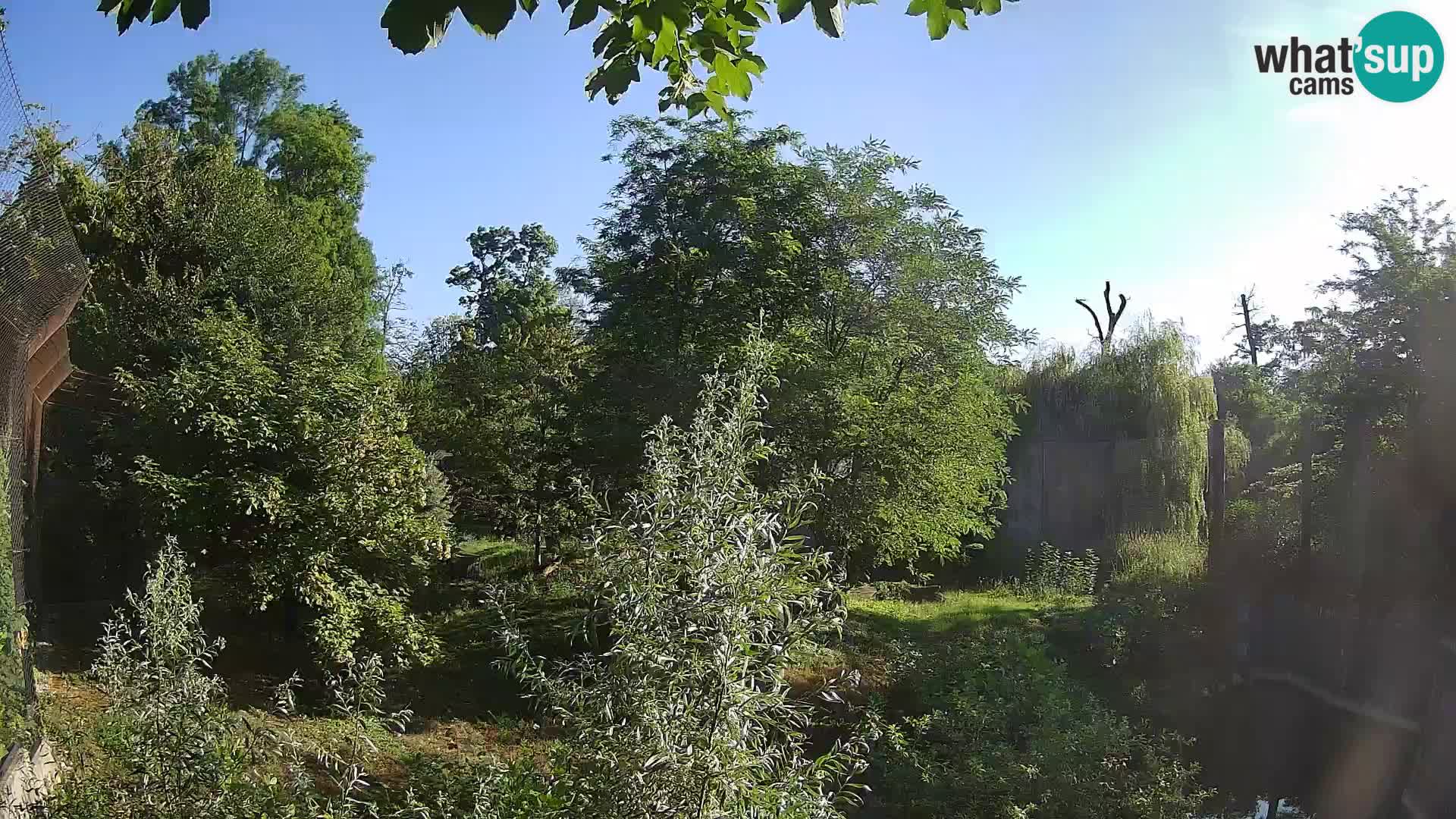 Spletna kamera Zoo Zagreb – Levi