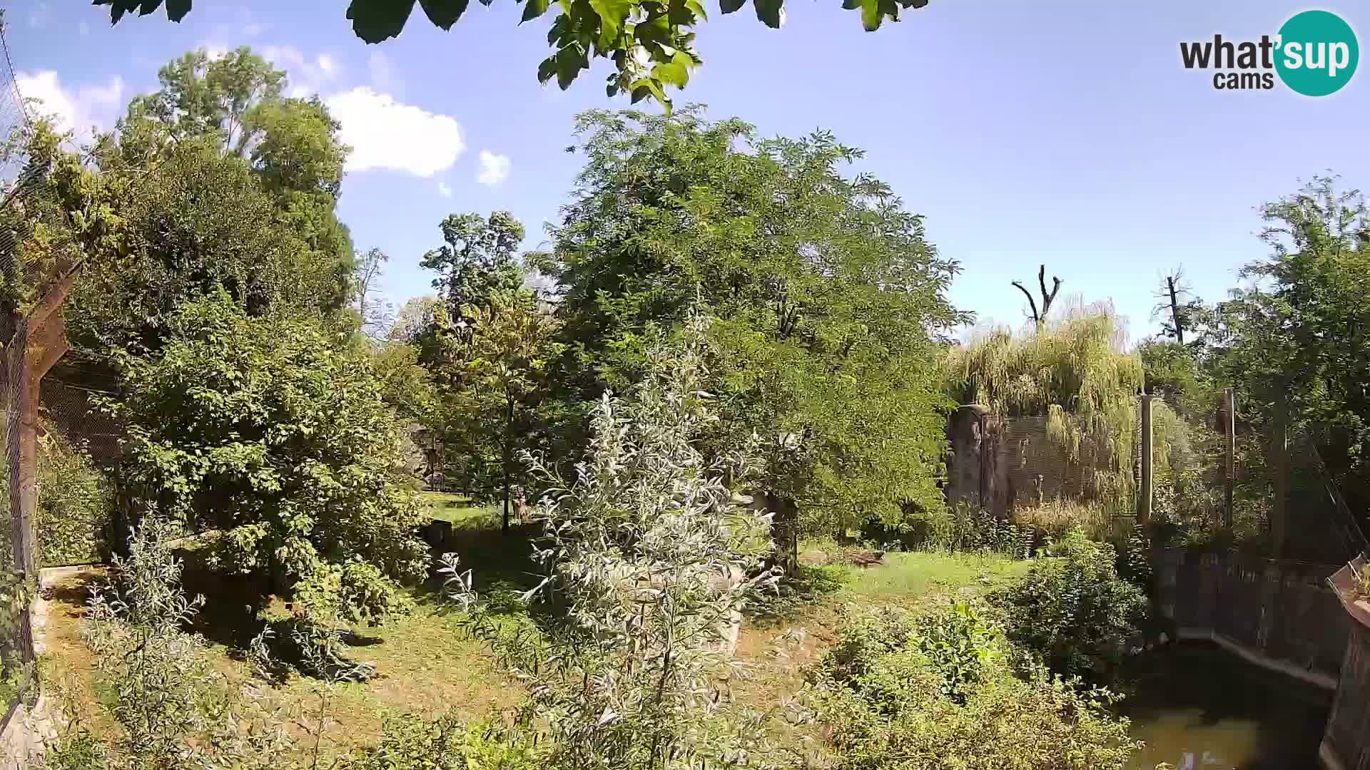 Spletna kamera Zoo Zagreb – Levi