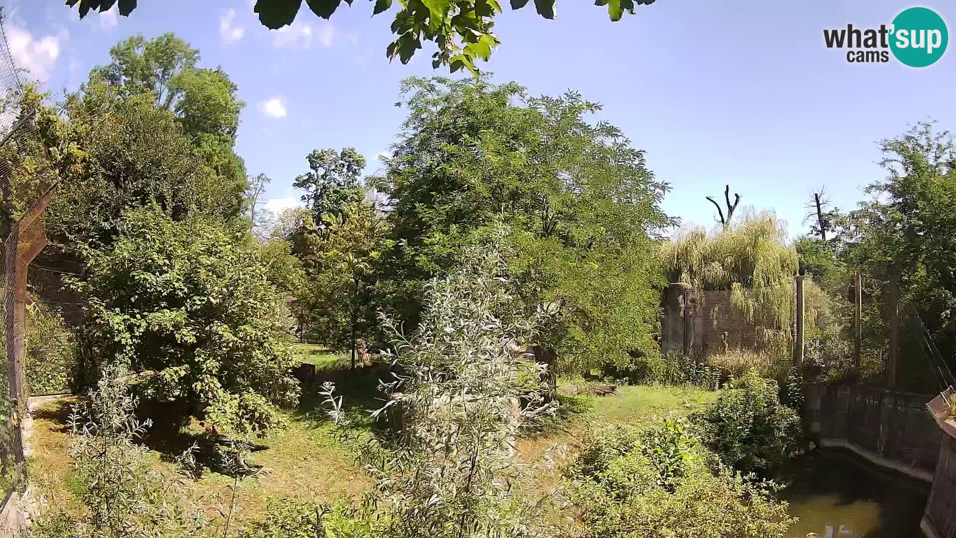 Spletna kamera Zoo Zagreb – Levi