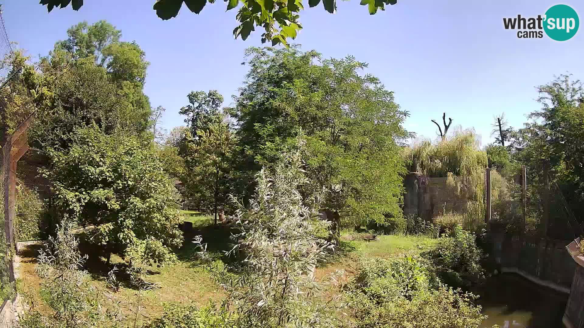 Zoo Zagreb – Lion