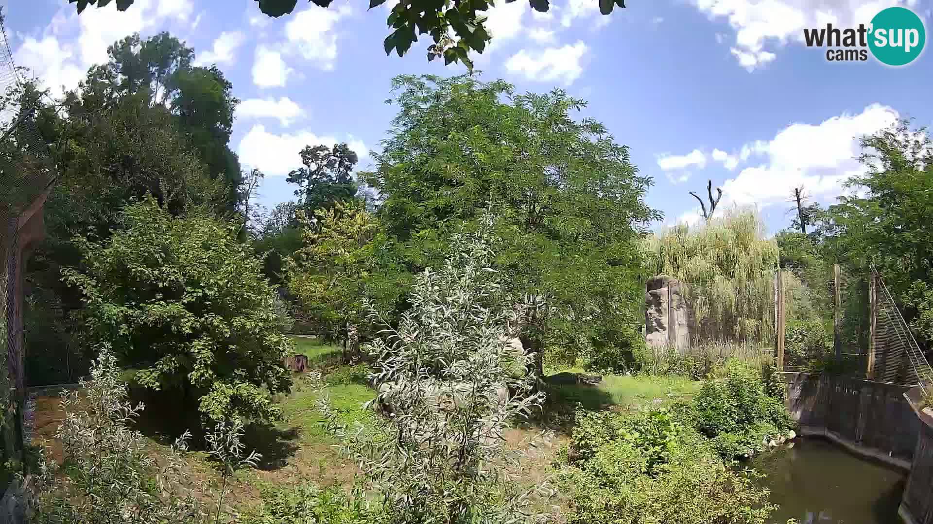 Zoo Zagreb – Leones