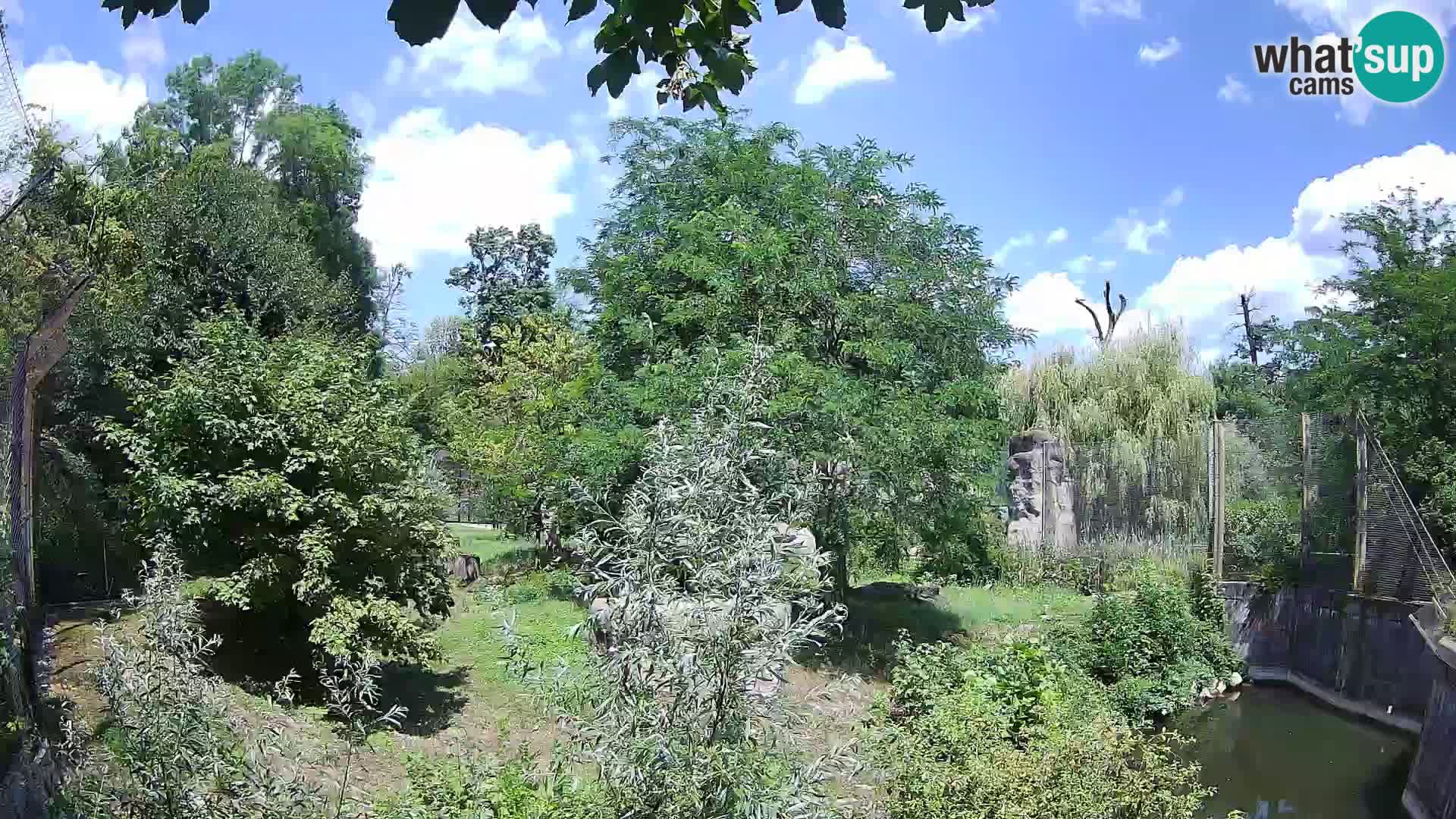 Zoo Zagreb – Leones