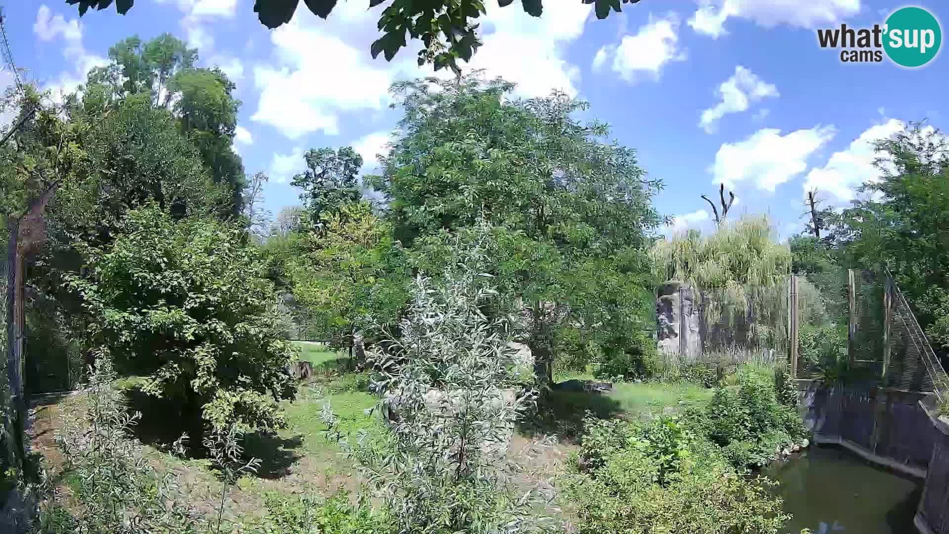 Spletna kamera Zoo Zagreb – Levi