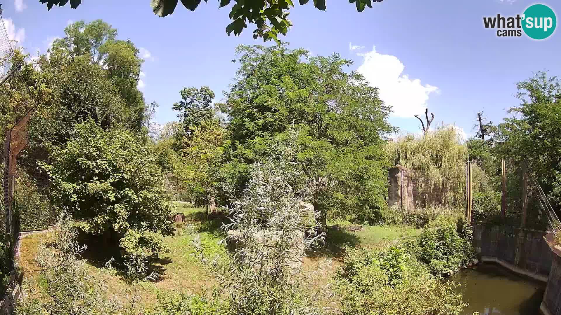 Zoo Zagreb – Lion