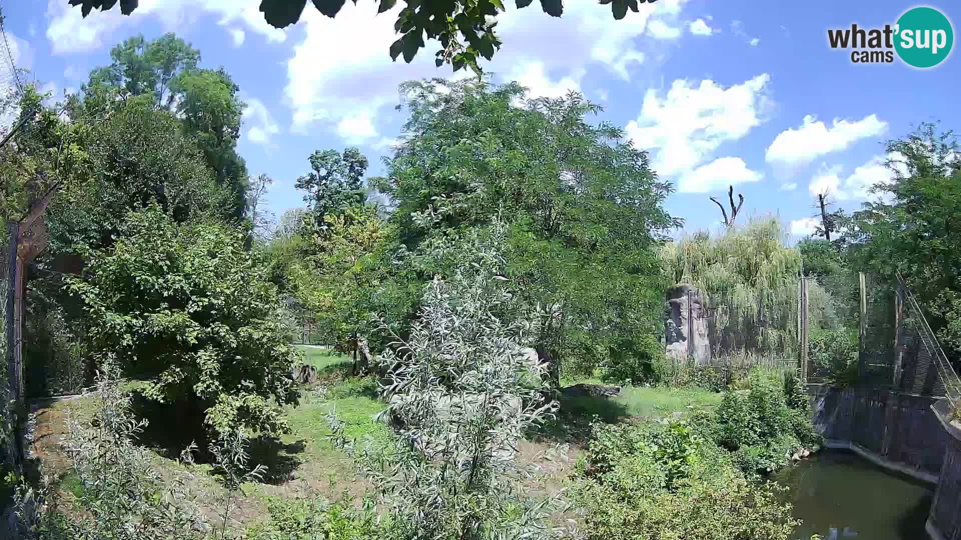 Zoo Zagreb – Lavovi