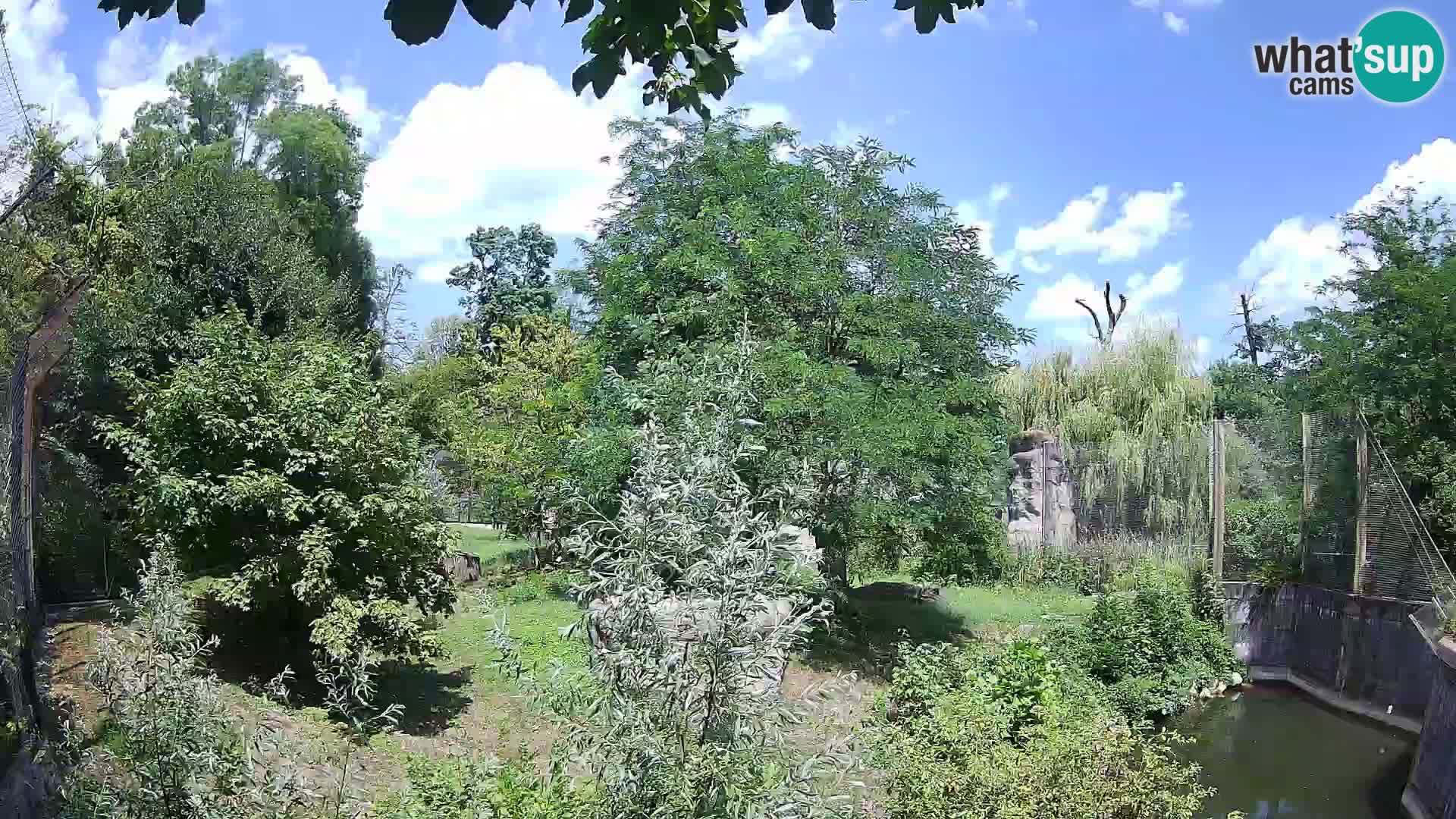 Zoo Zagreb – Löwen
