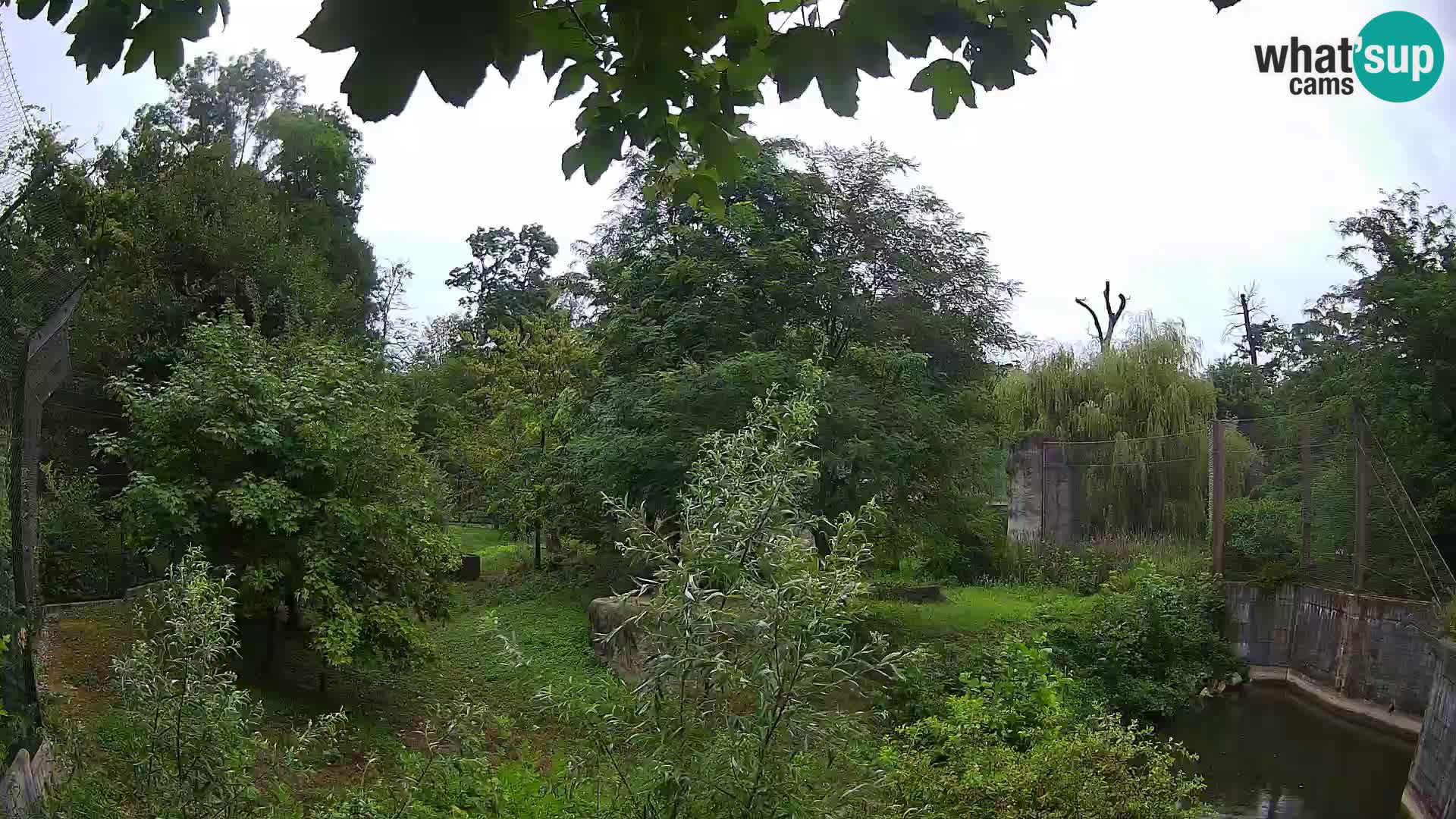 Spletna kamera Zoo Zagreb – Levi