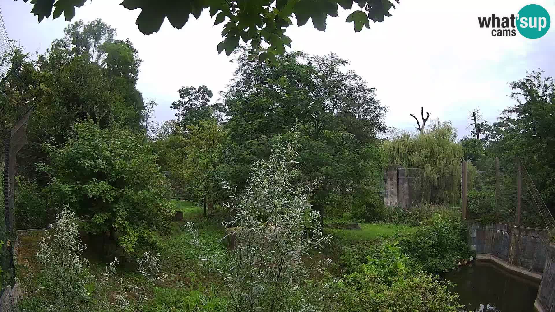 Spletna kamera Zoo Zagreb – Levi