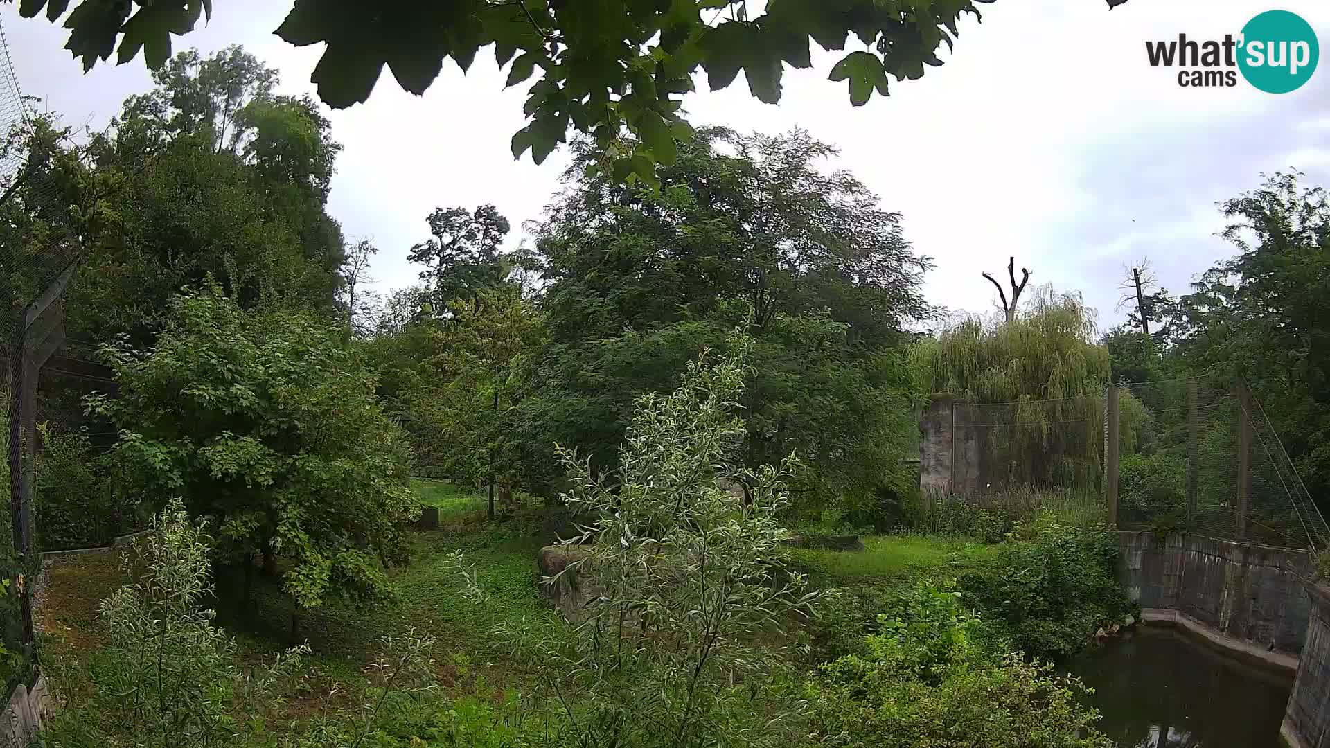 Zoo Zagreb – Lion