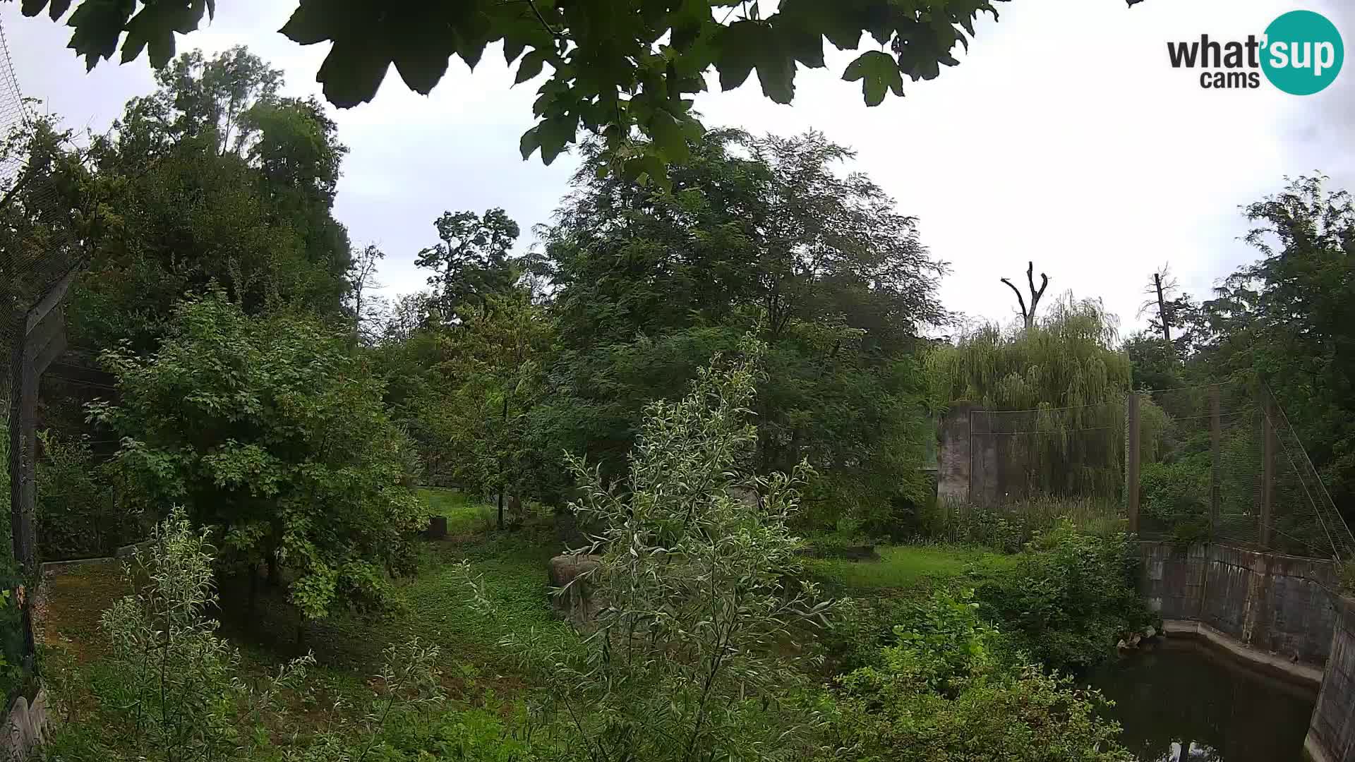 Zoo Zagreb – Lion