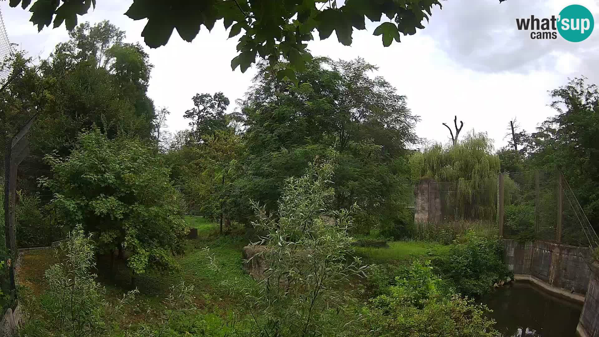 Zoo Zagreb – Lavovi