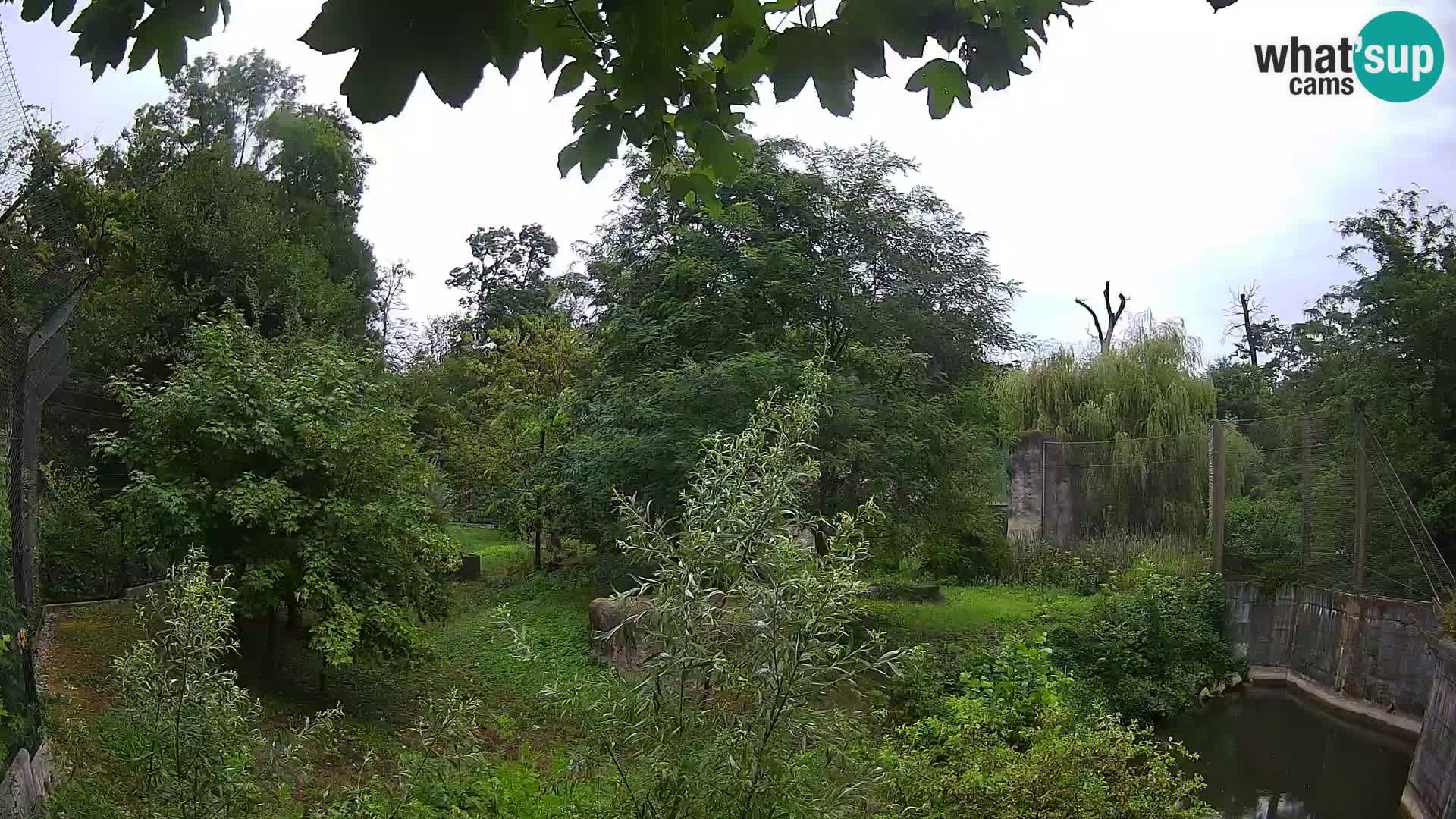 Zoo Zagreb – Lion