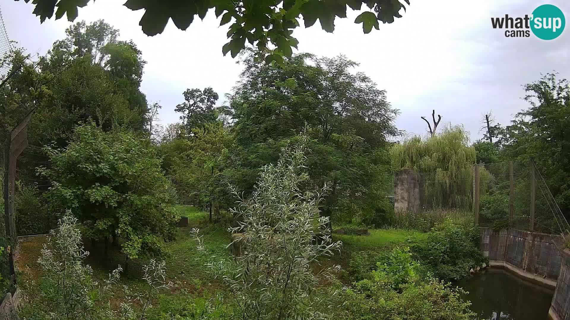Zoo Zagreb – Lion