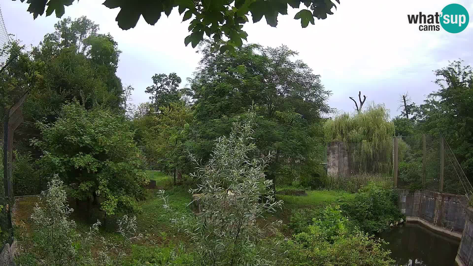 Spletna kamera Zoo Zagreb – Levi