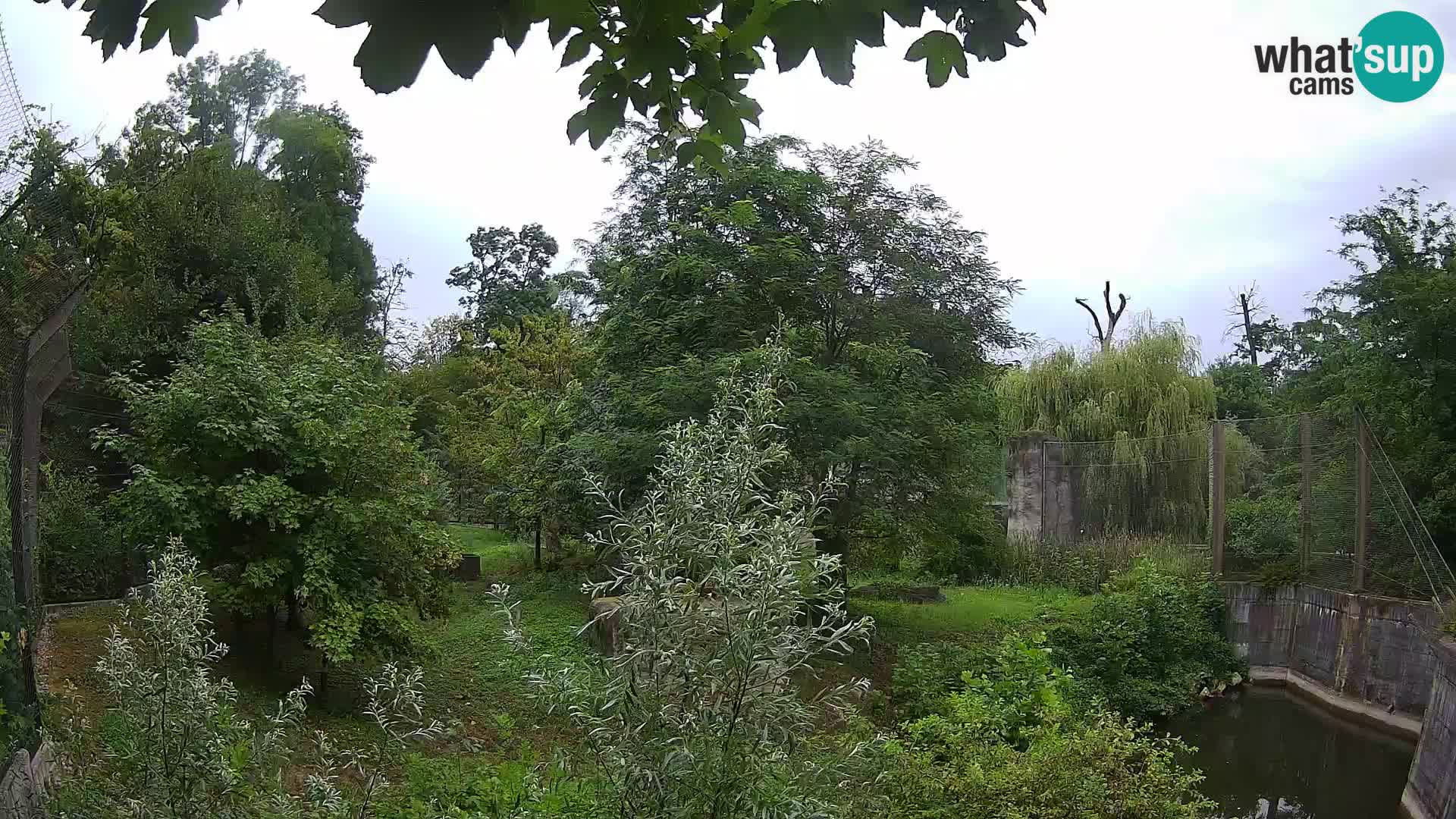 Zoo Zagreb – Lavovi