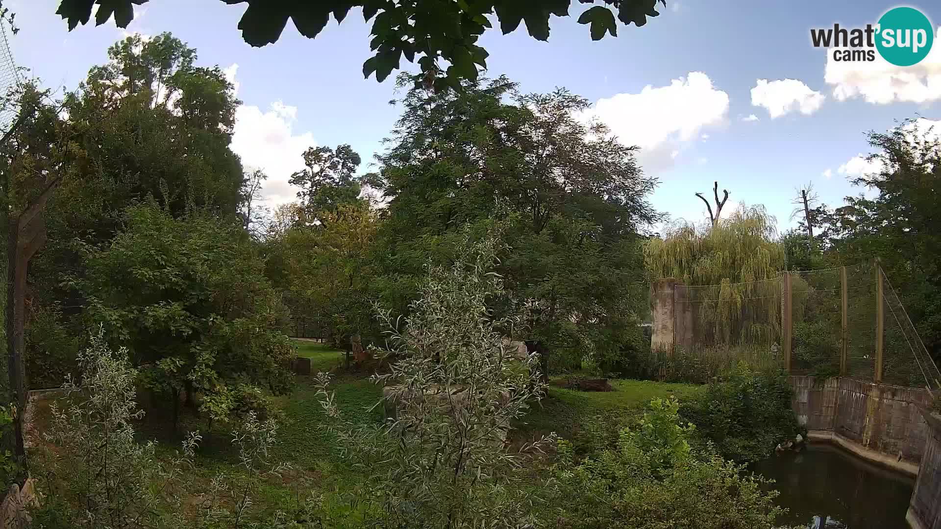 Zoo Zagreb – Löwen