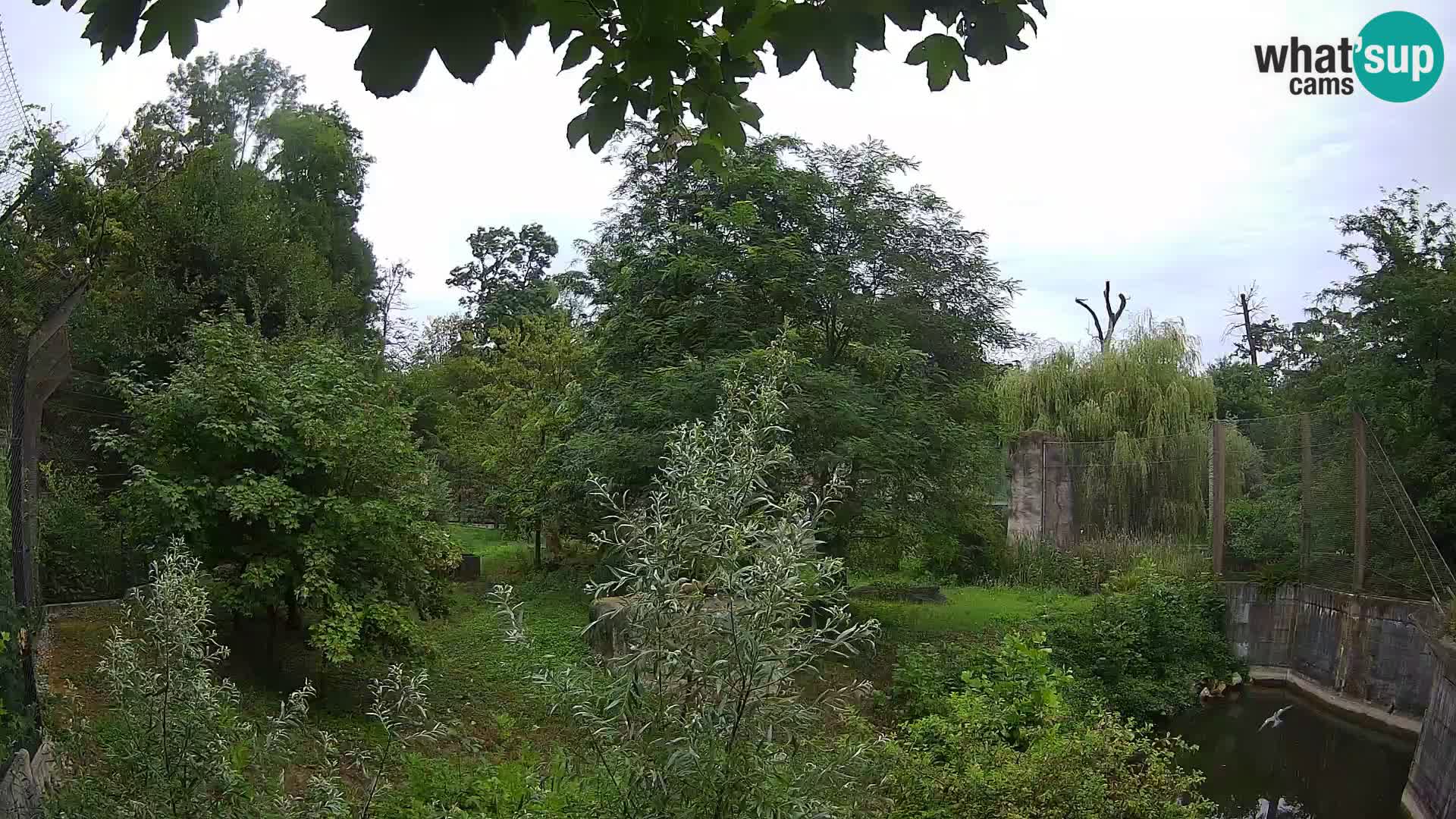 Zoo Zagreb – Lavovi