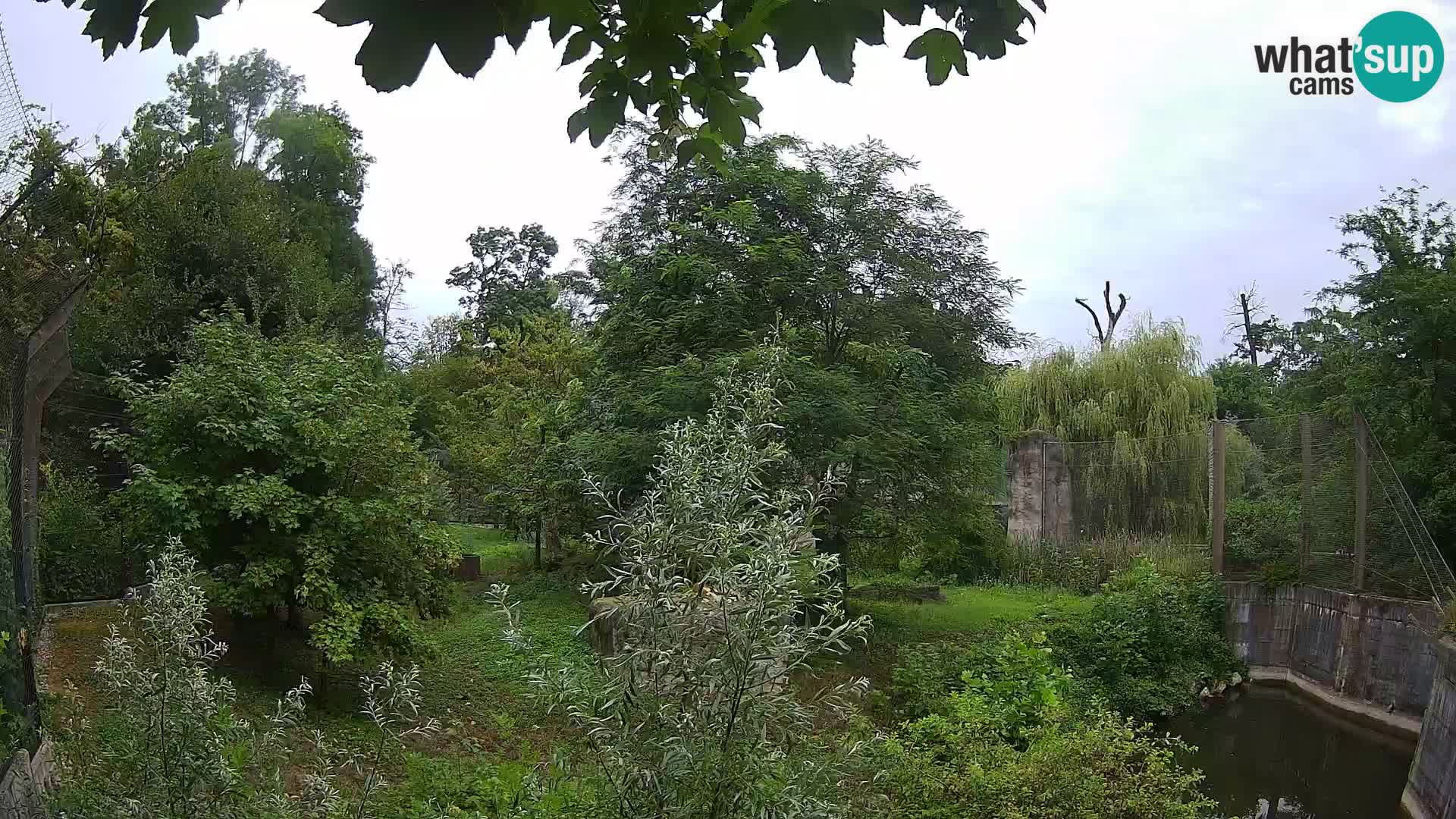 Zoo Zagreb – Lion