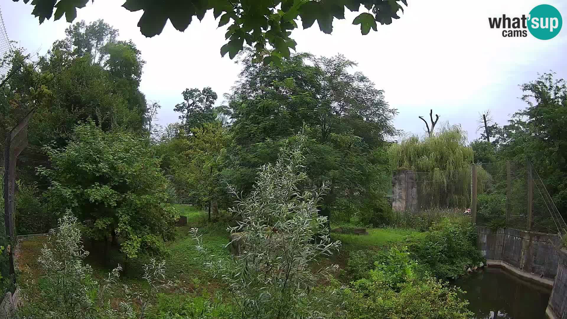 Zoo Zagreb – Leones