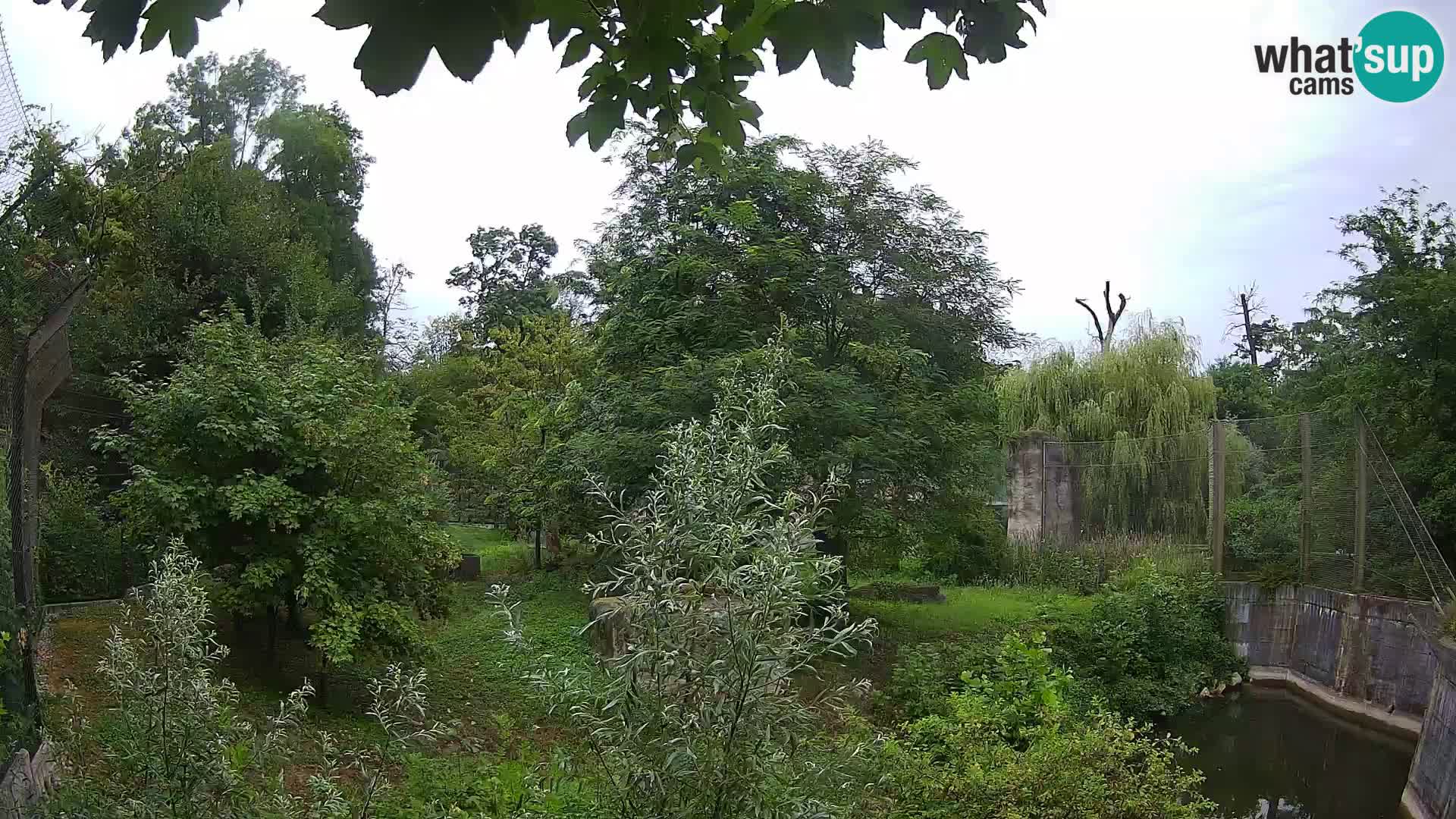 Spletna kamera Zoo Zagreb – Levi
