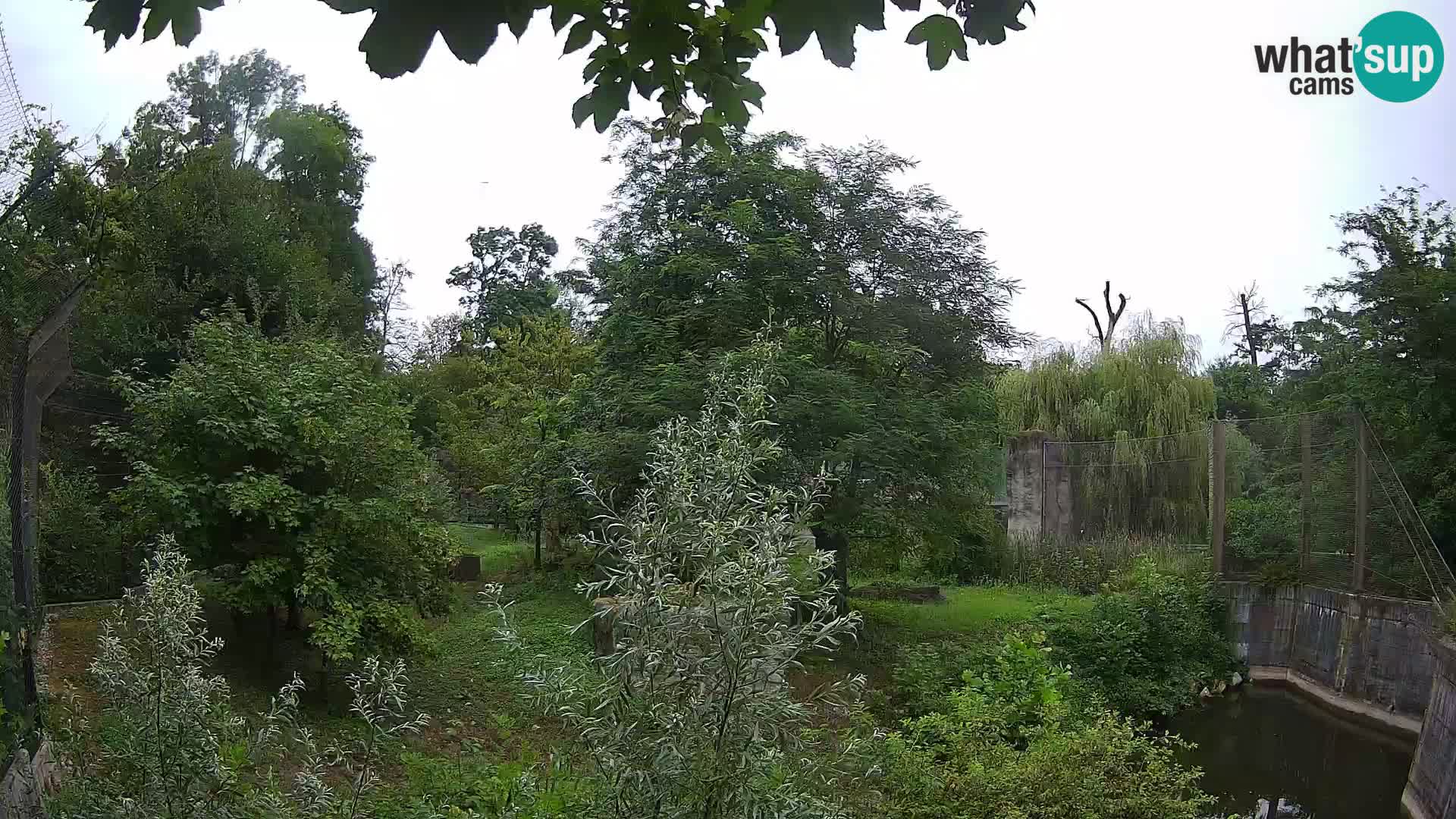 Zoo Zagreb – Lion