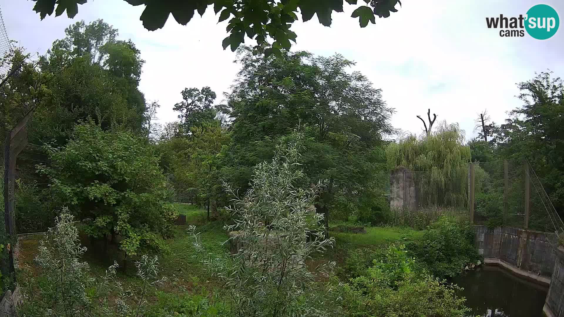 Zoo Zagreb – Lavovi