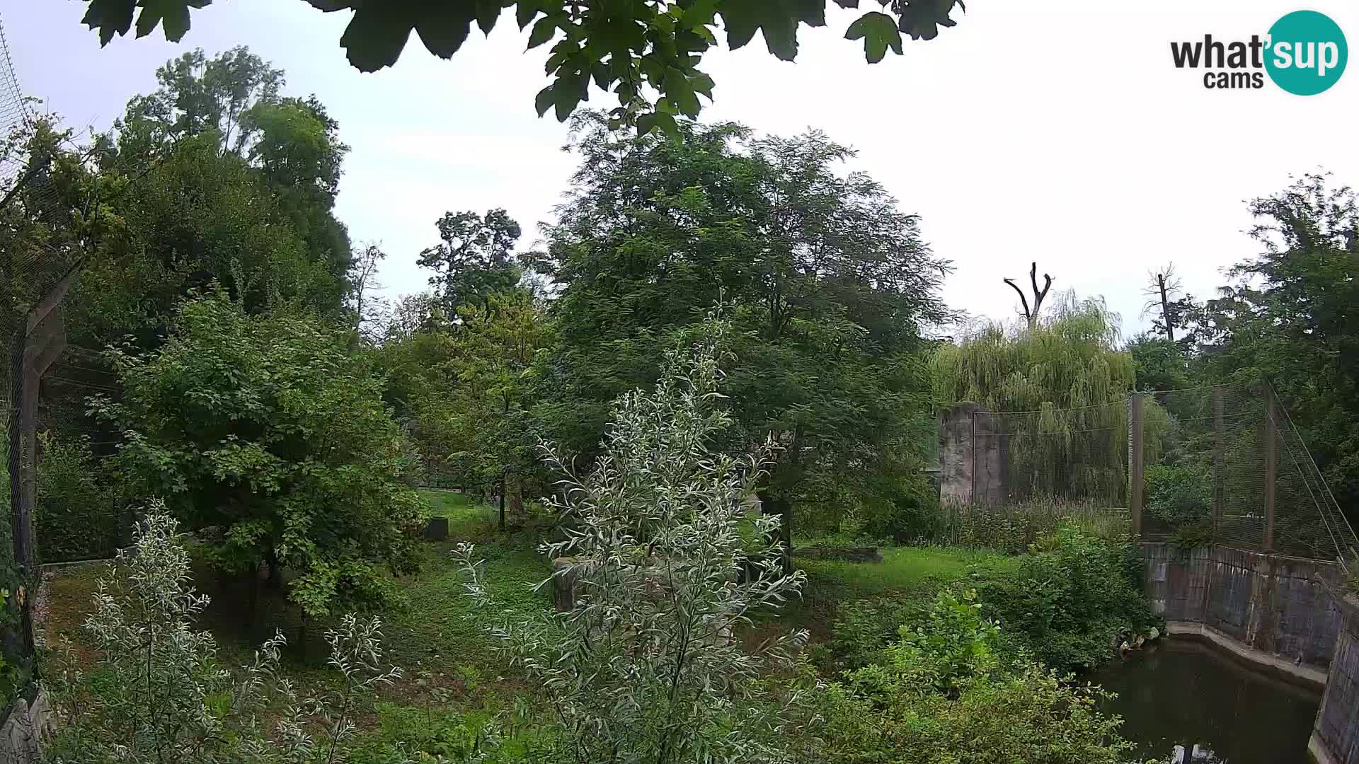 Zoo Zagreb – Lion