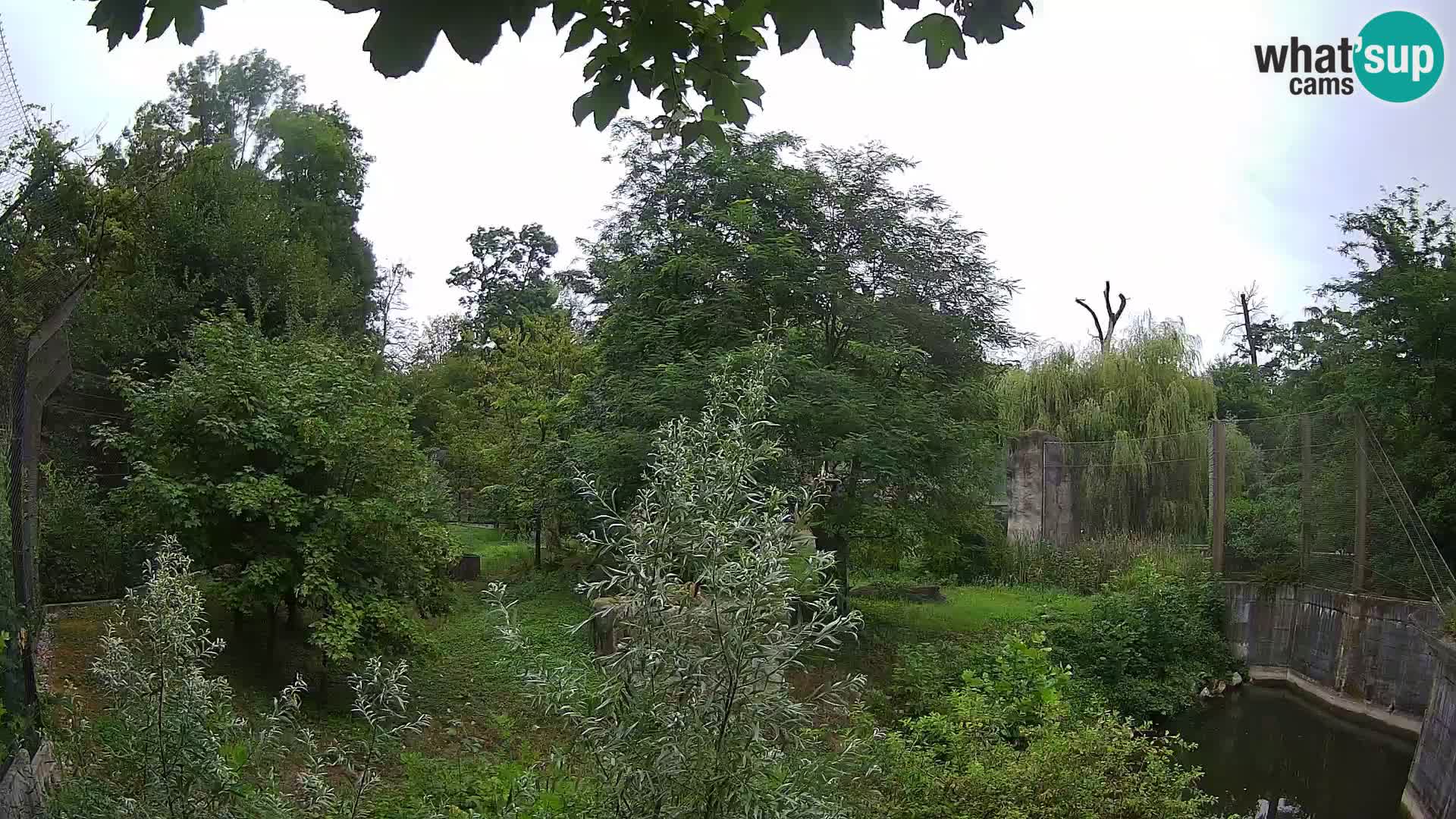 Zoo Zagreb – Lavovi