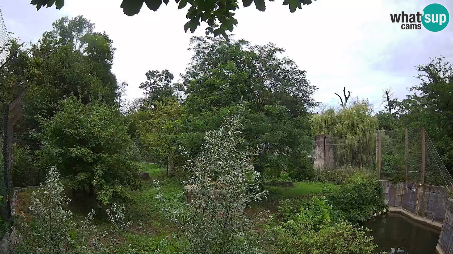 Zoo Zagreb – Lavovi