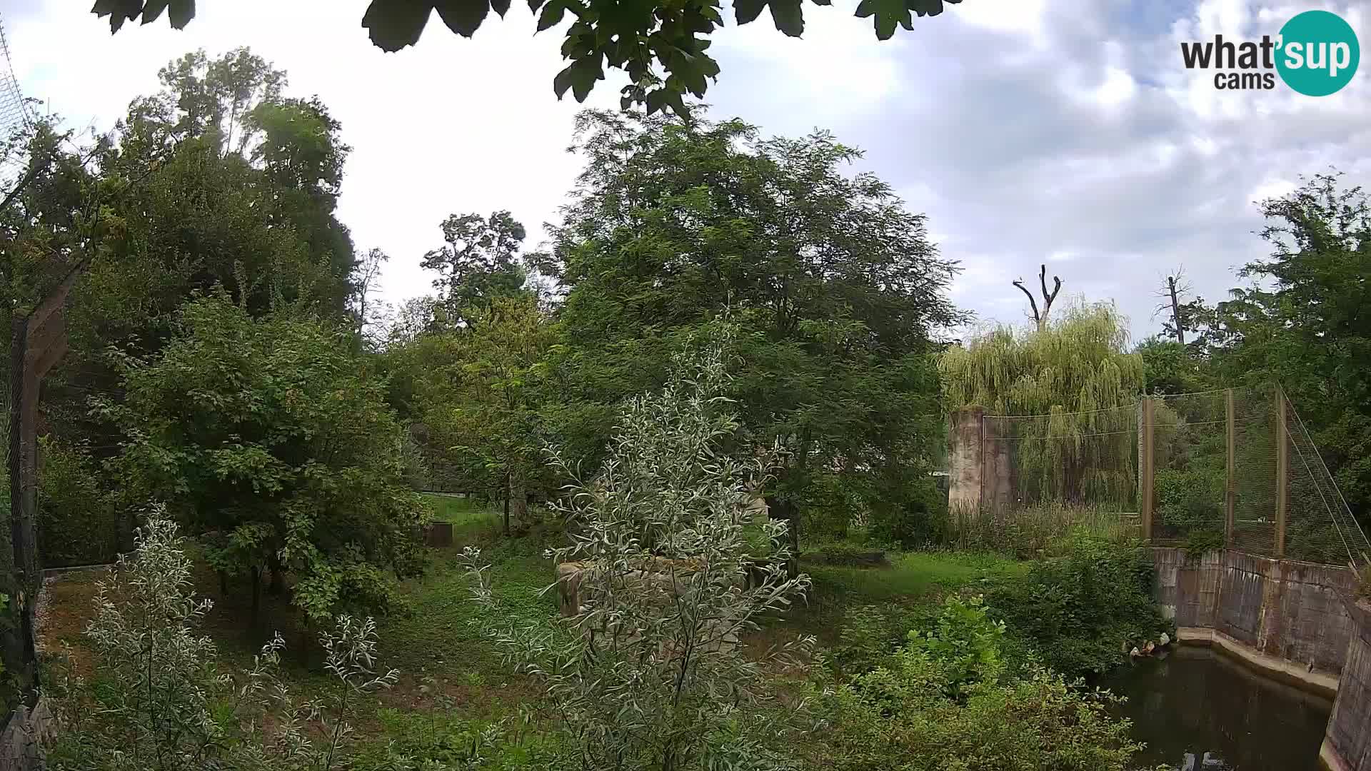 Zoo Zagreb – Lion