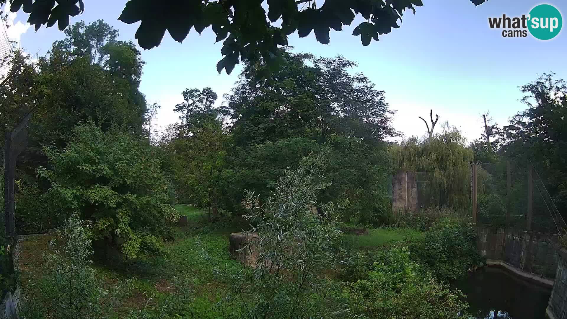 Zoo Zagreb – Lion