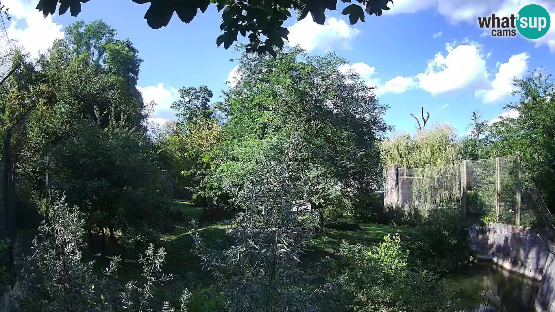 Zoo Zagreb – Leones