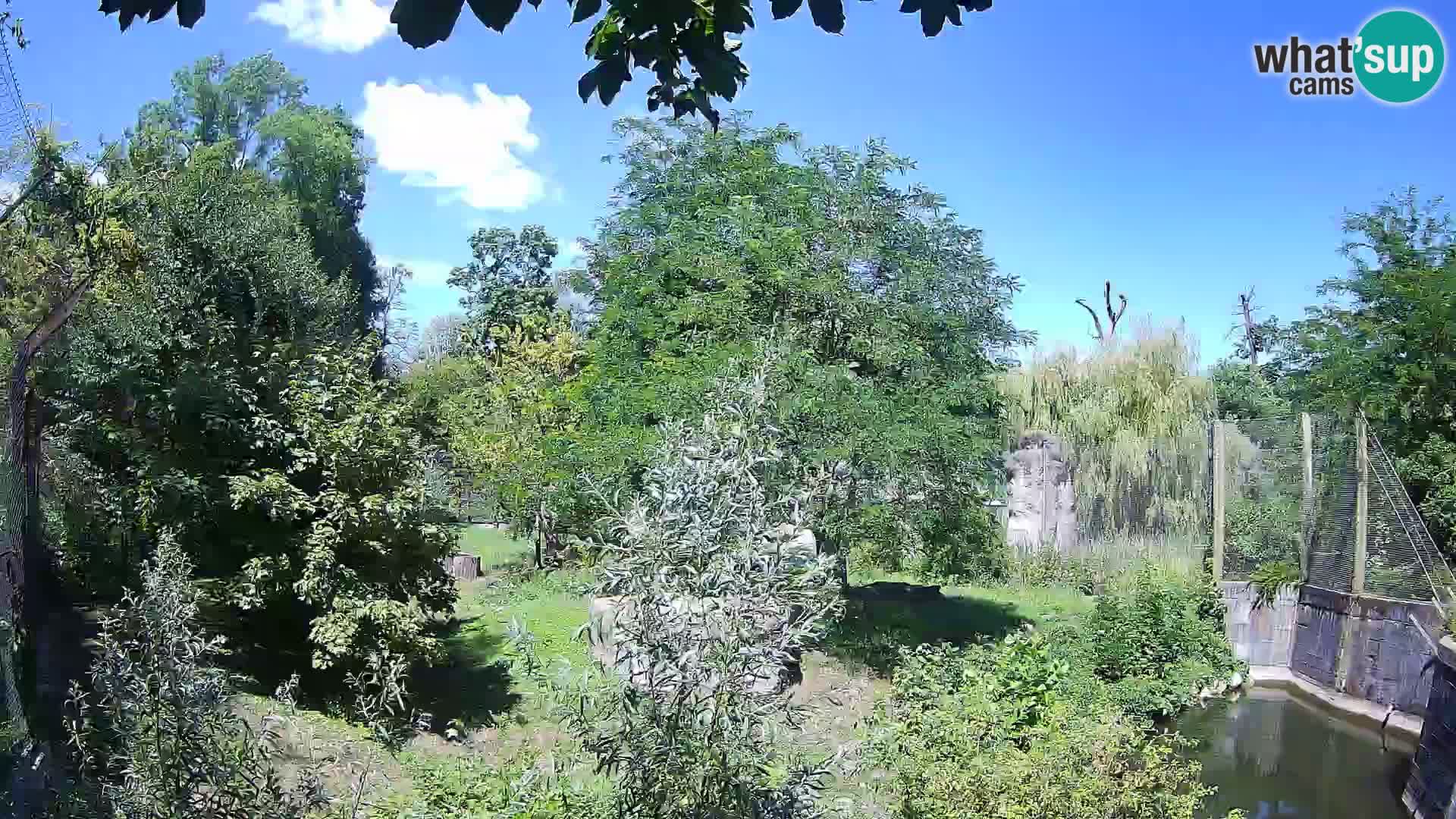Zoo Zagreb – Leoni