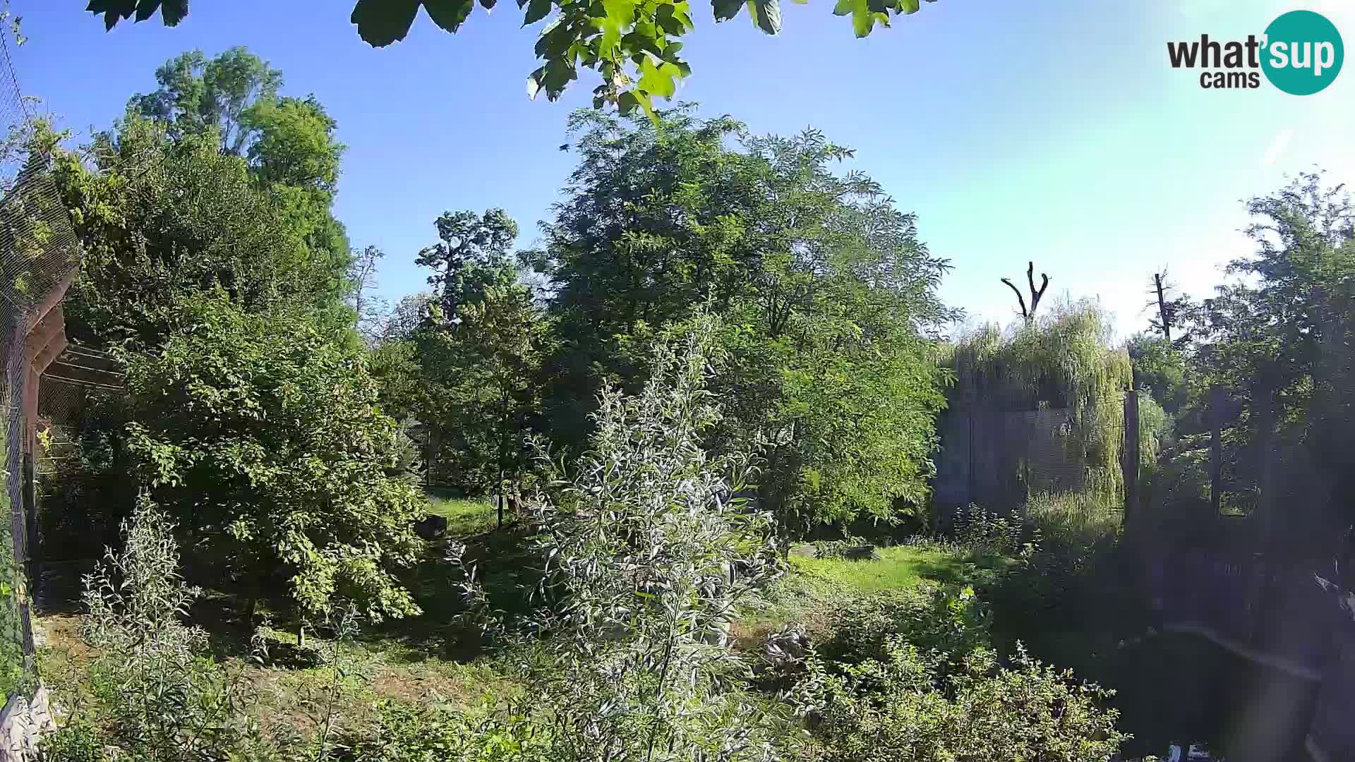 Zoo Zagreb – Leones