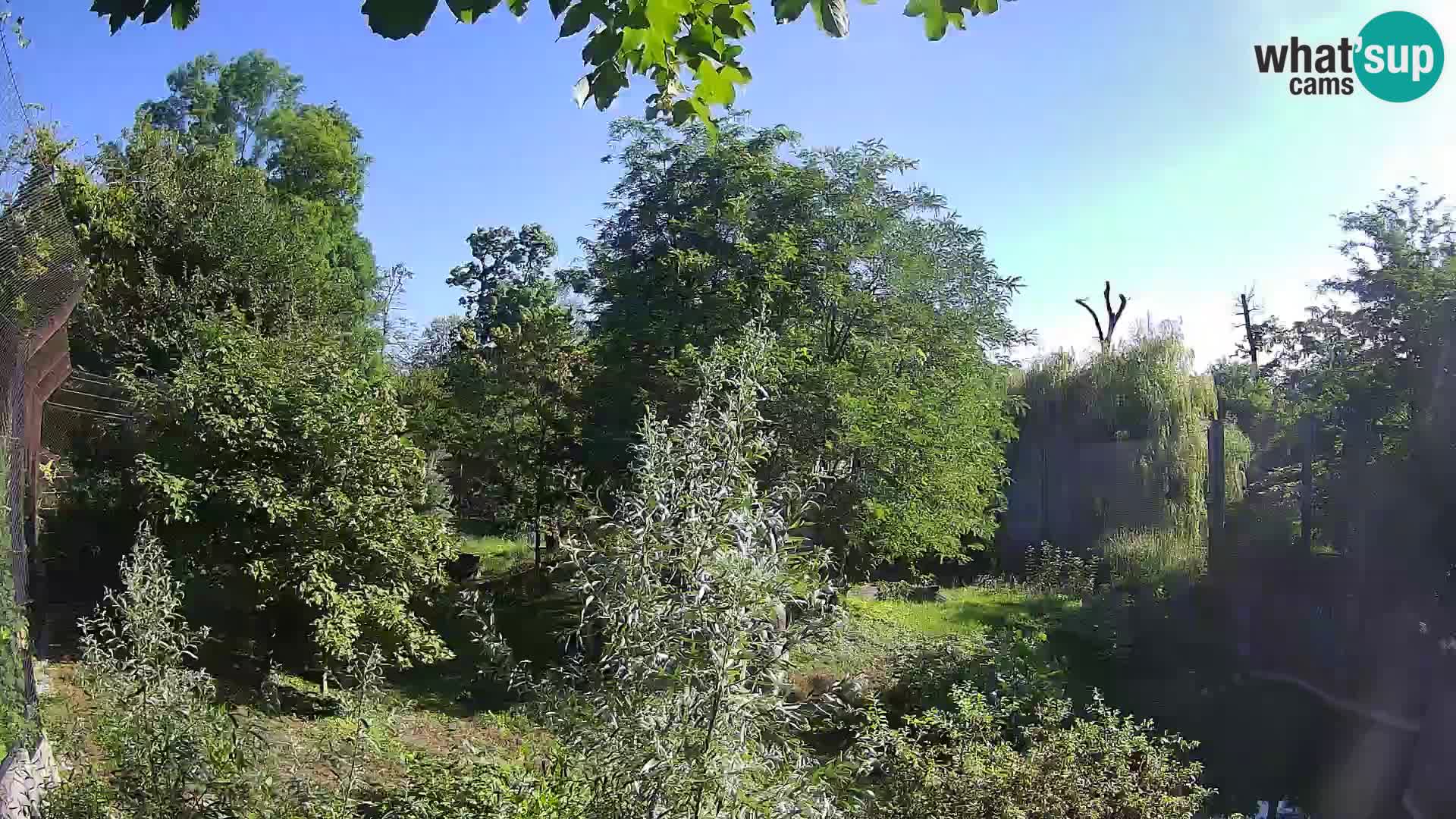 Zoo Zagreb – Leoni
