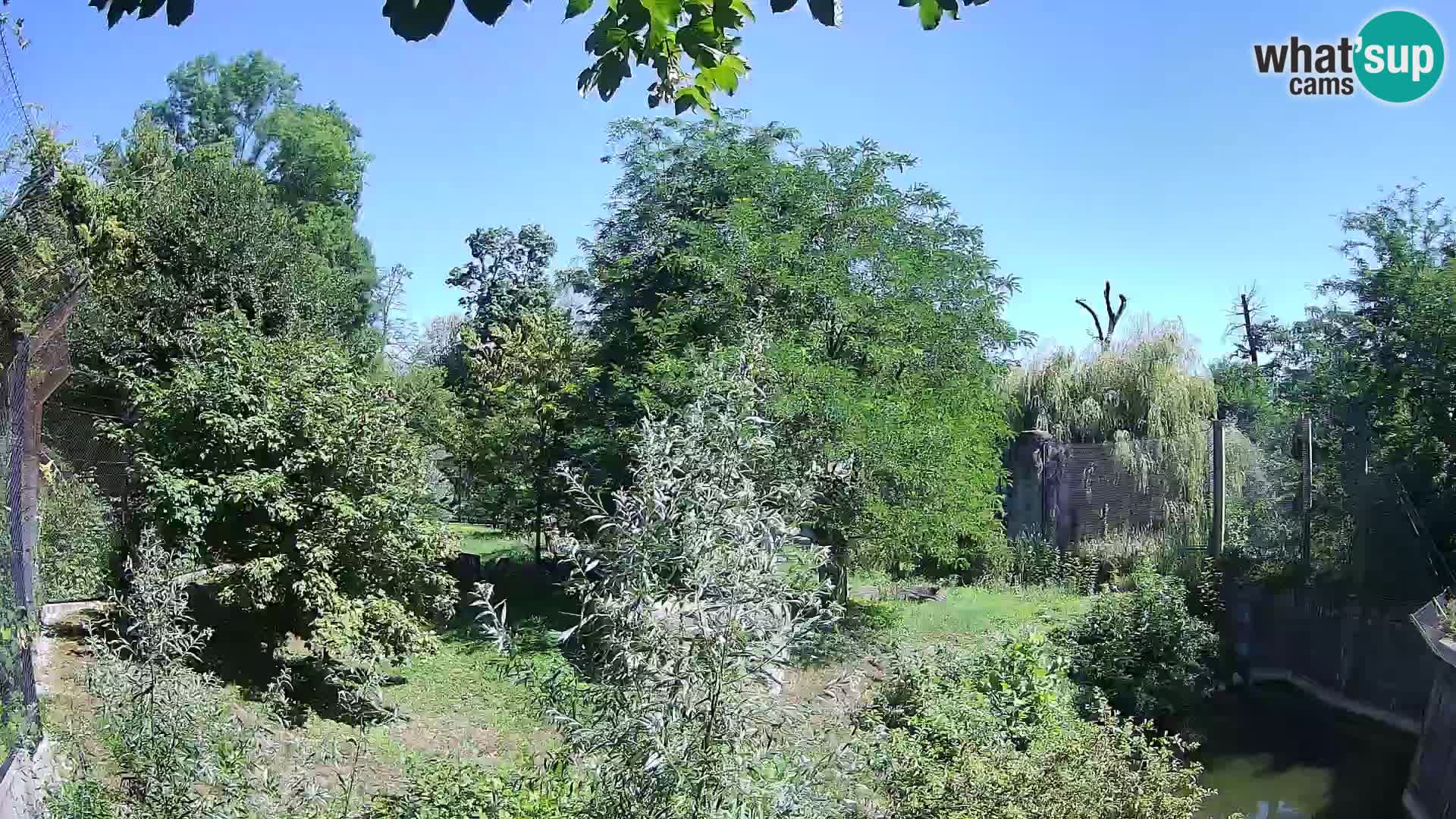 Zoo Zagreb – Löwen