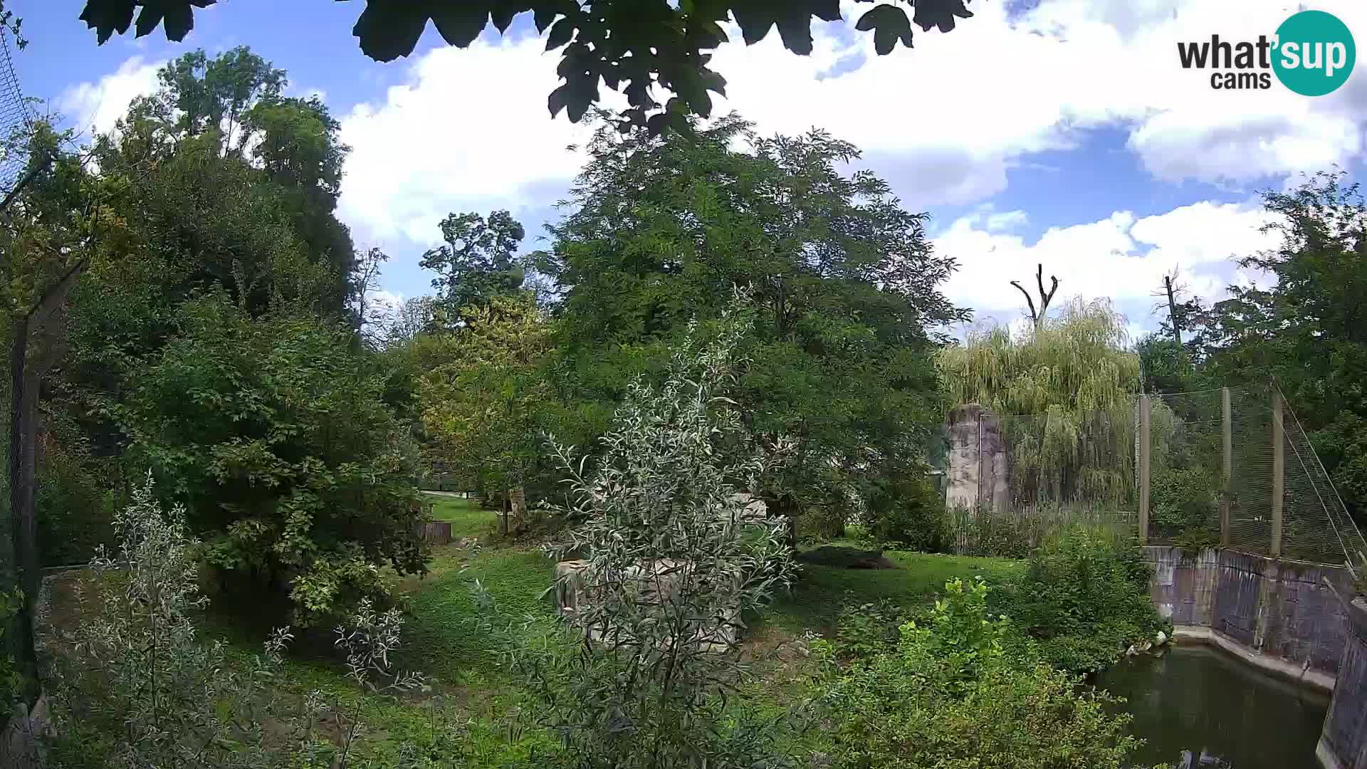 Zoo Zagreb – Löwen